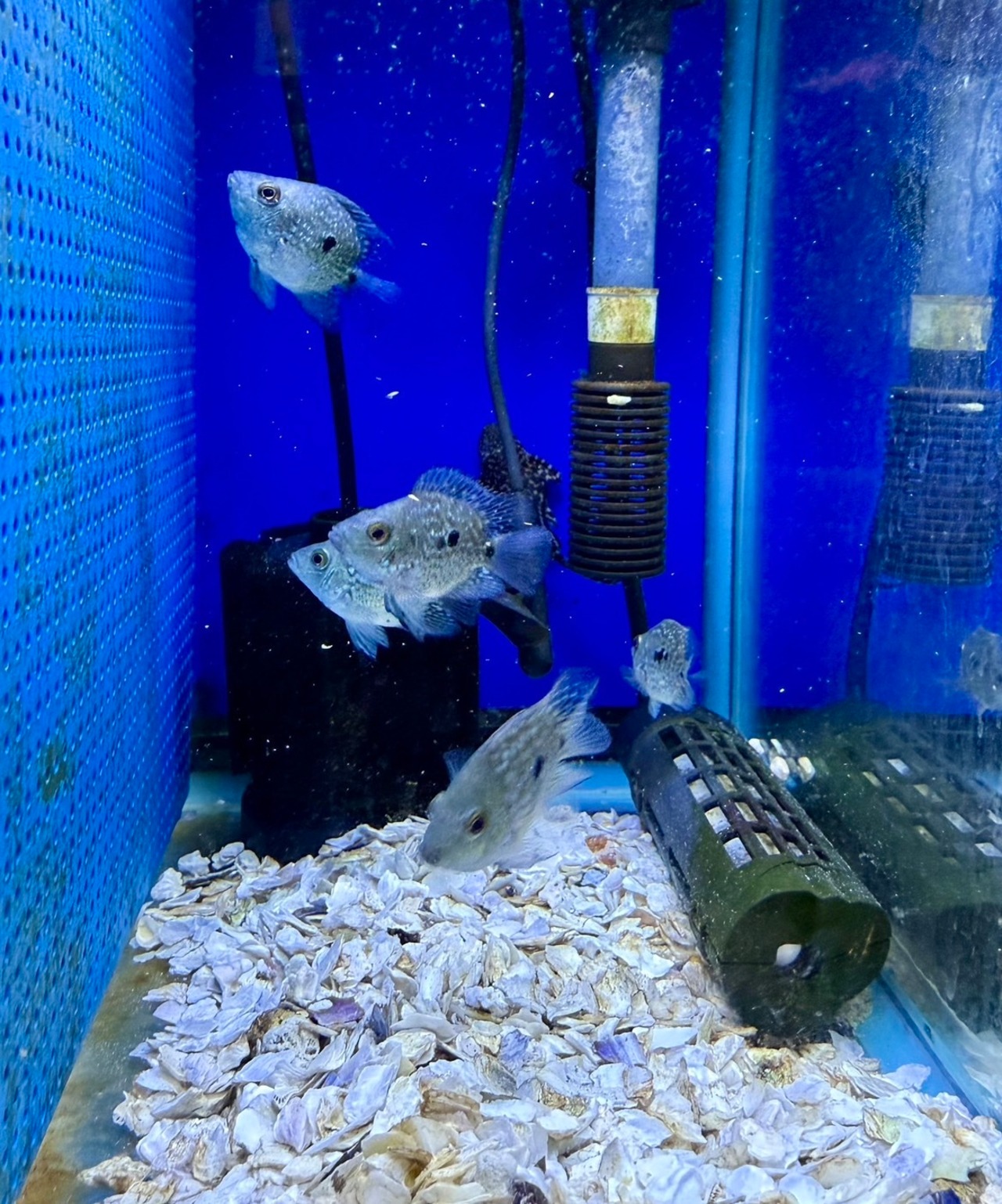 バルーンテキサスシクリット - 4