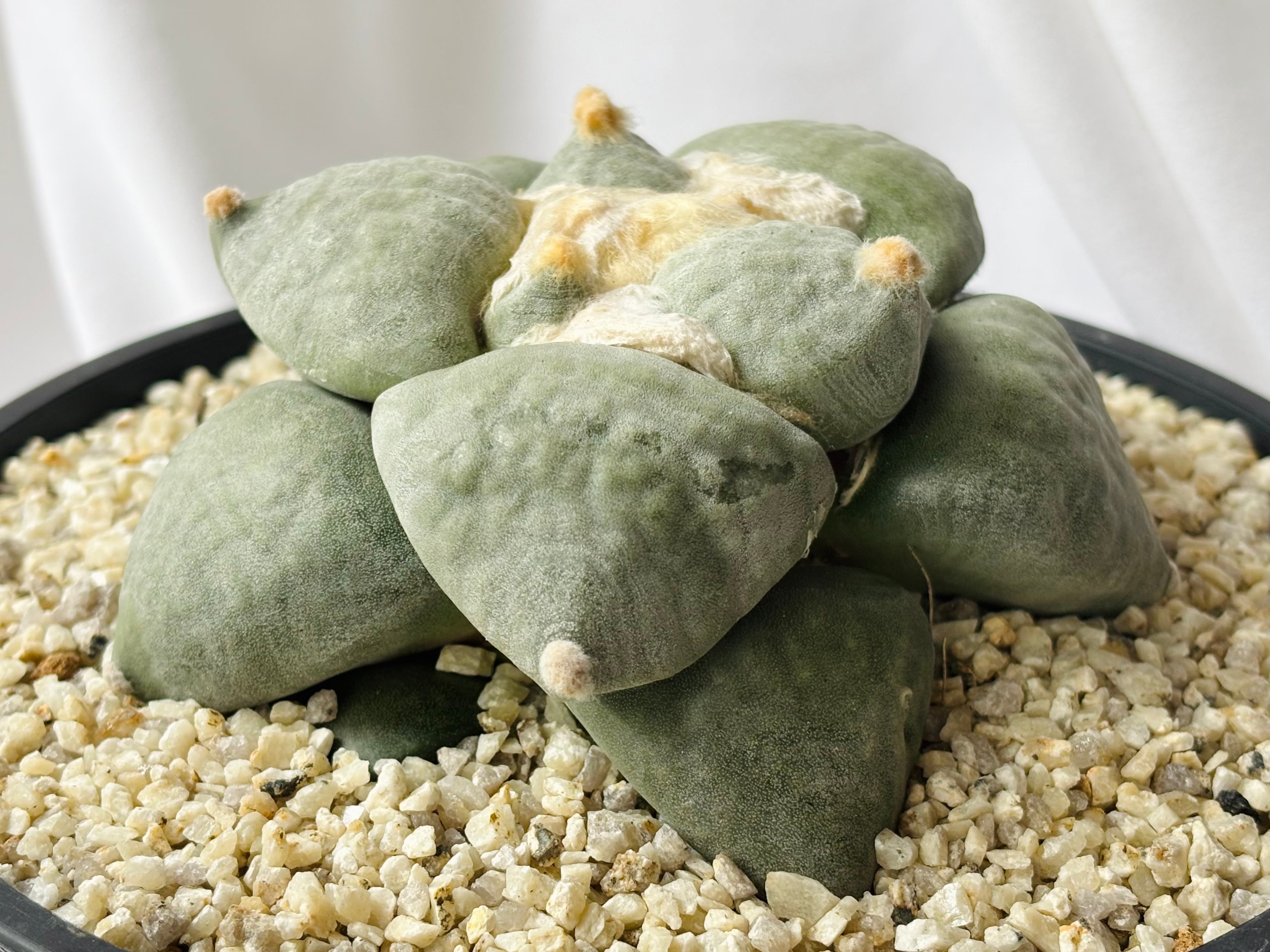 Ariocarpus furfuraceus f. アリオカルプス 大疣青磁牡丹 サボテン