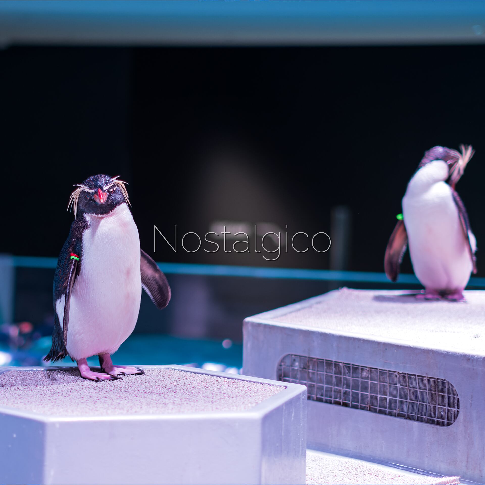 キタイワトビペンギン(AOAO SAPPORO) | Nostalgico キタイワトビペンギン(AOAO SAPPORO) | Nostalgico