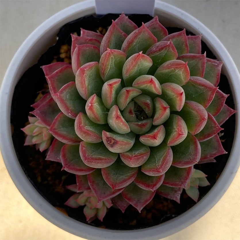 現物商品】女雛 メビナ めびな | 多肉植物研究所