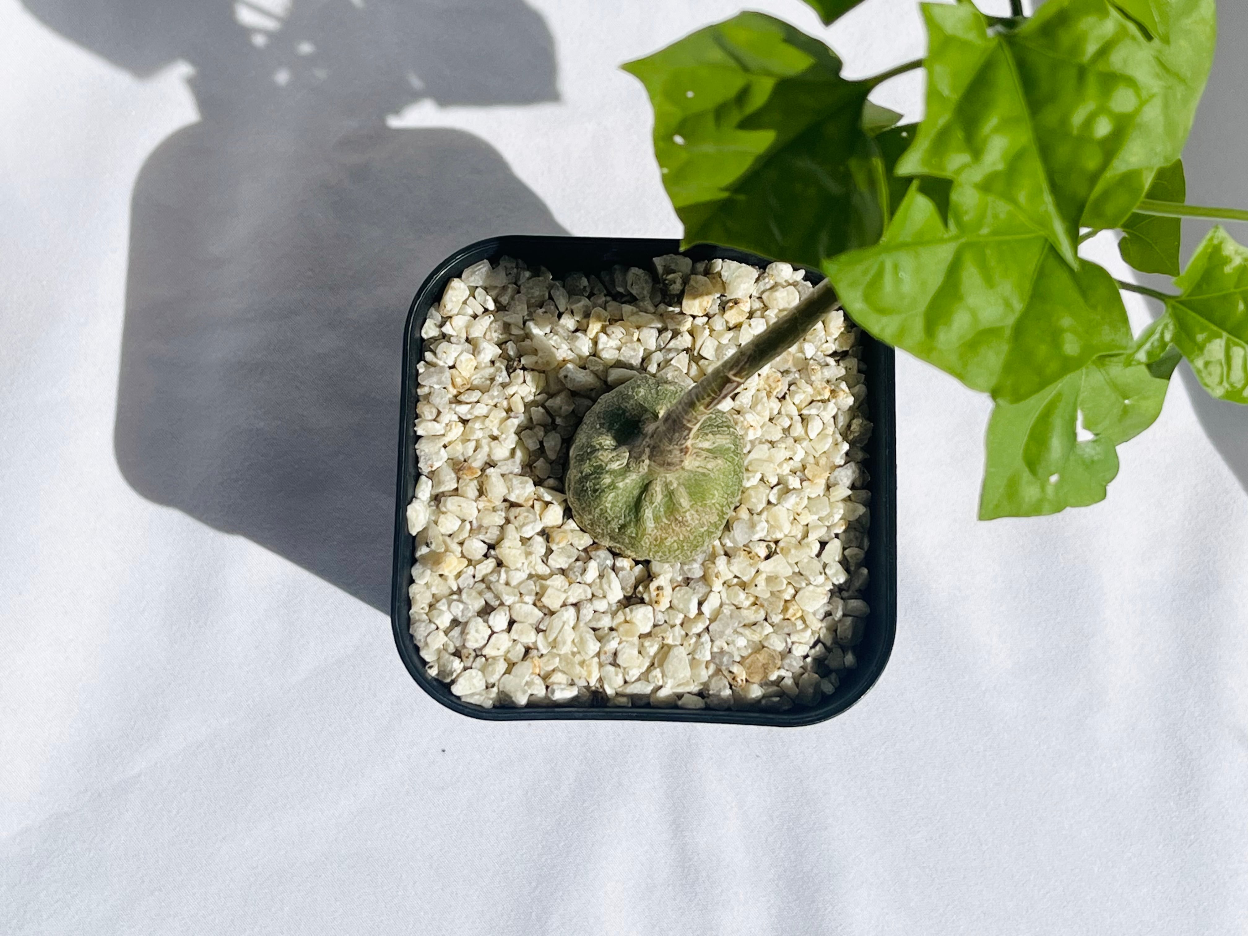 Gerrardanthus Macrorhizus ゲラルダンサス マクロリザス 多肉植物