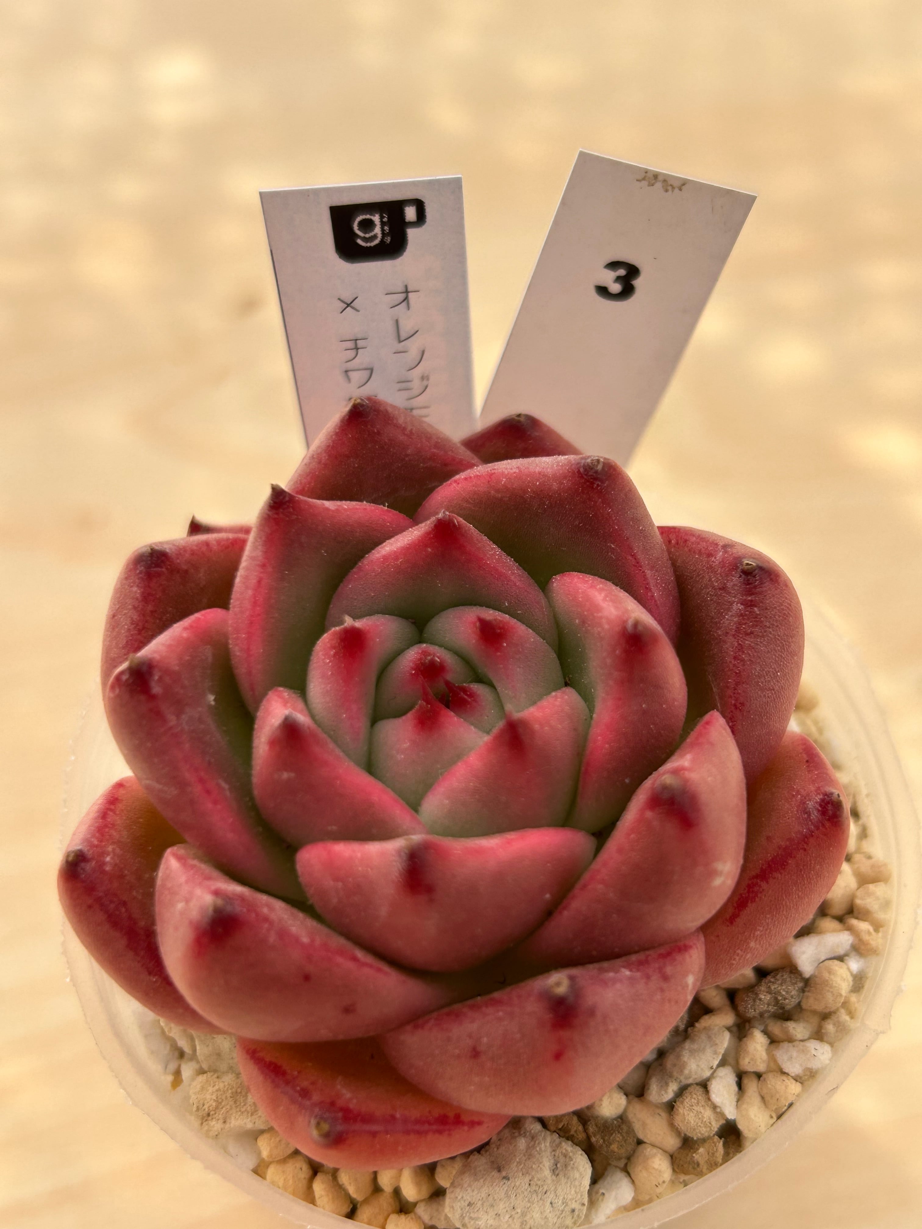 多肉植物 | 多肉植物食堂