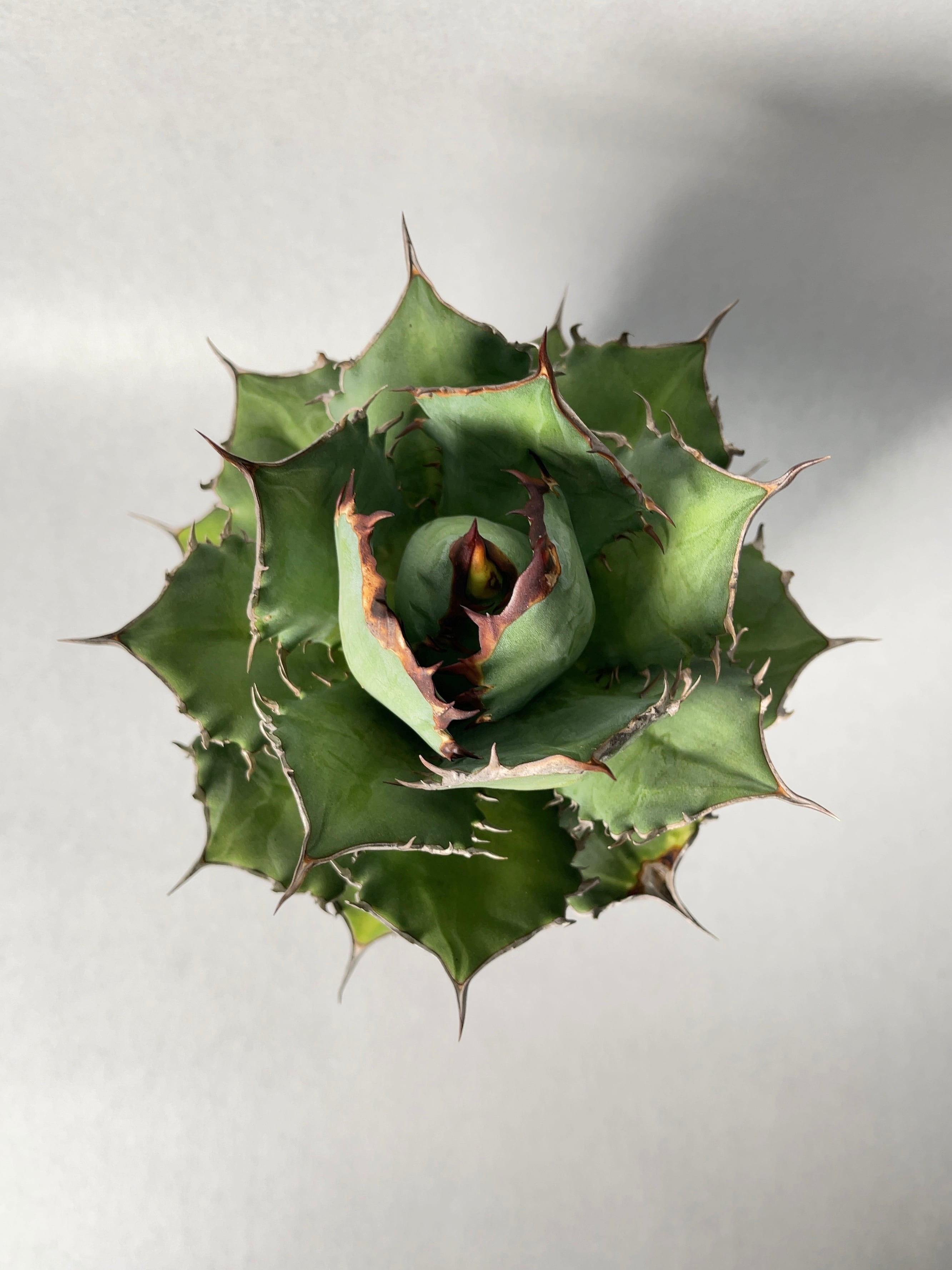 アガベ・ヨーロッパfo76「Specialボールタイプ」 | trigger