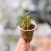 【実生】Anthurium Carlablackiae / アンスリウム カーラブラッキー⑦│観葉植物