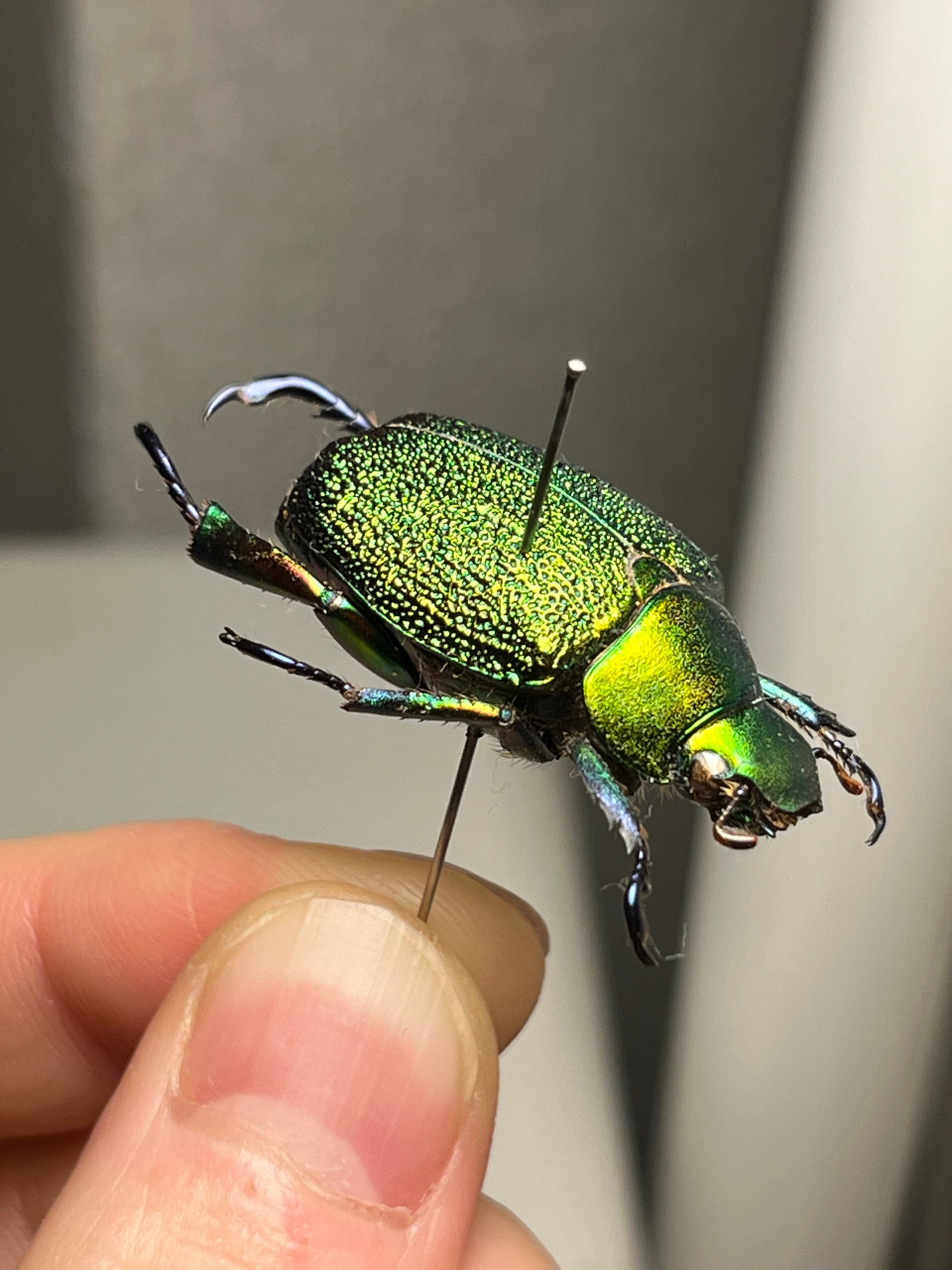 32mm】アシナガミドリツヤツヤコガネ 昆虫標本 プラチナコガネ