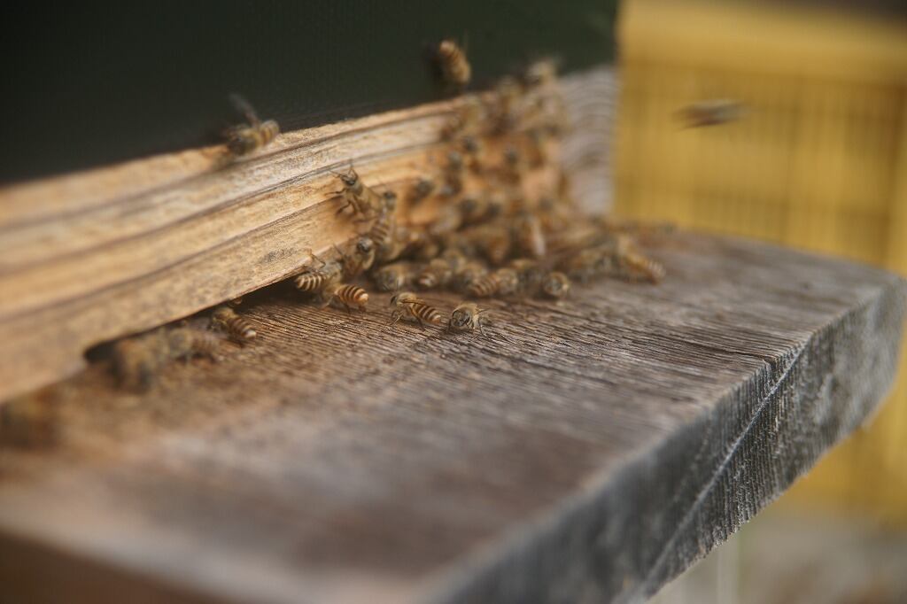 日本みつばち1800g 日本みつばち1800g