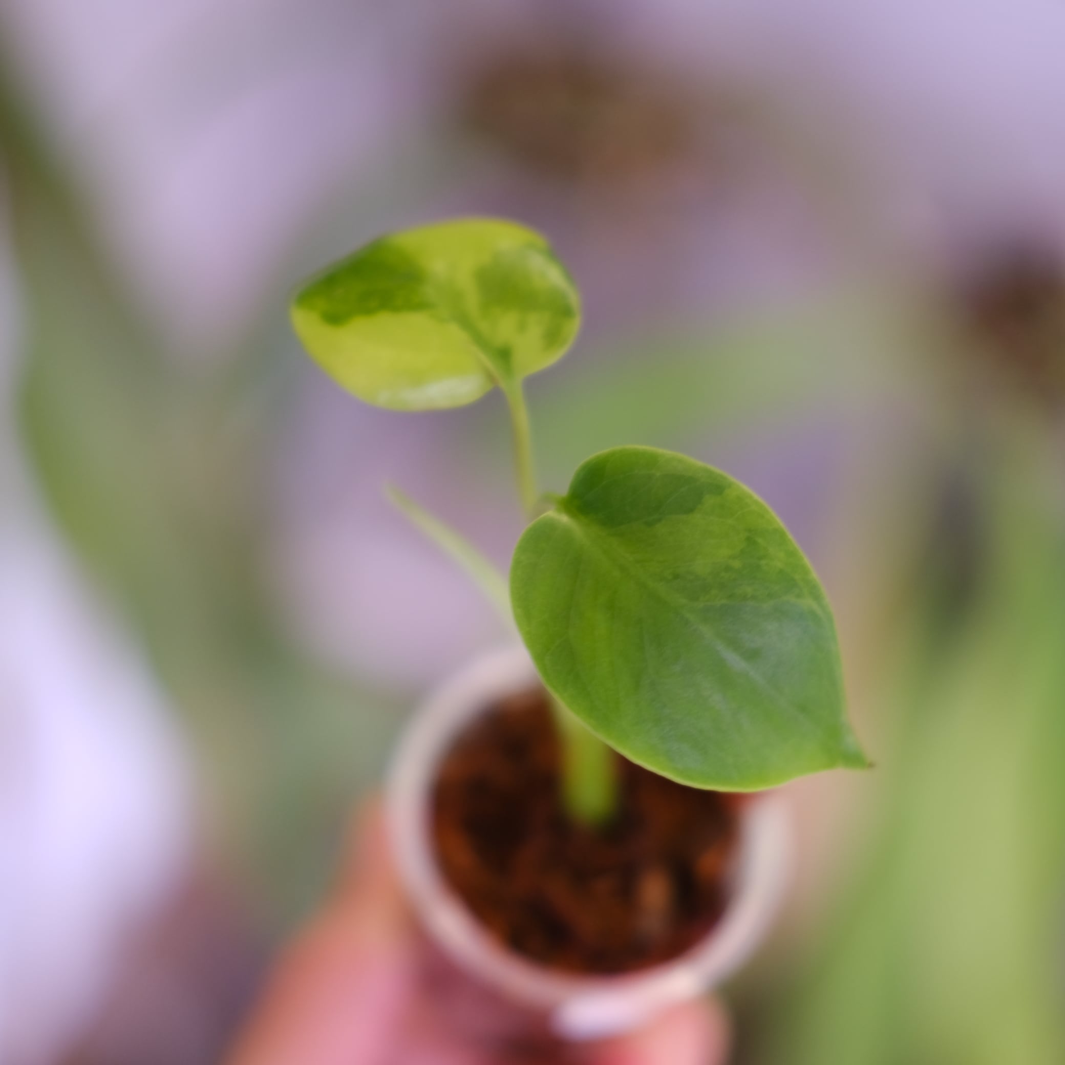 Monstera green on green｜モンステラ グリーンオン グリーン②｜観葉