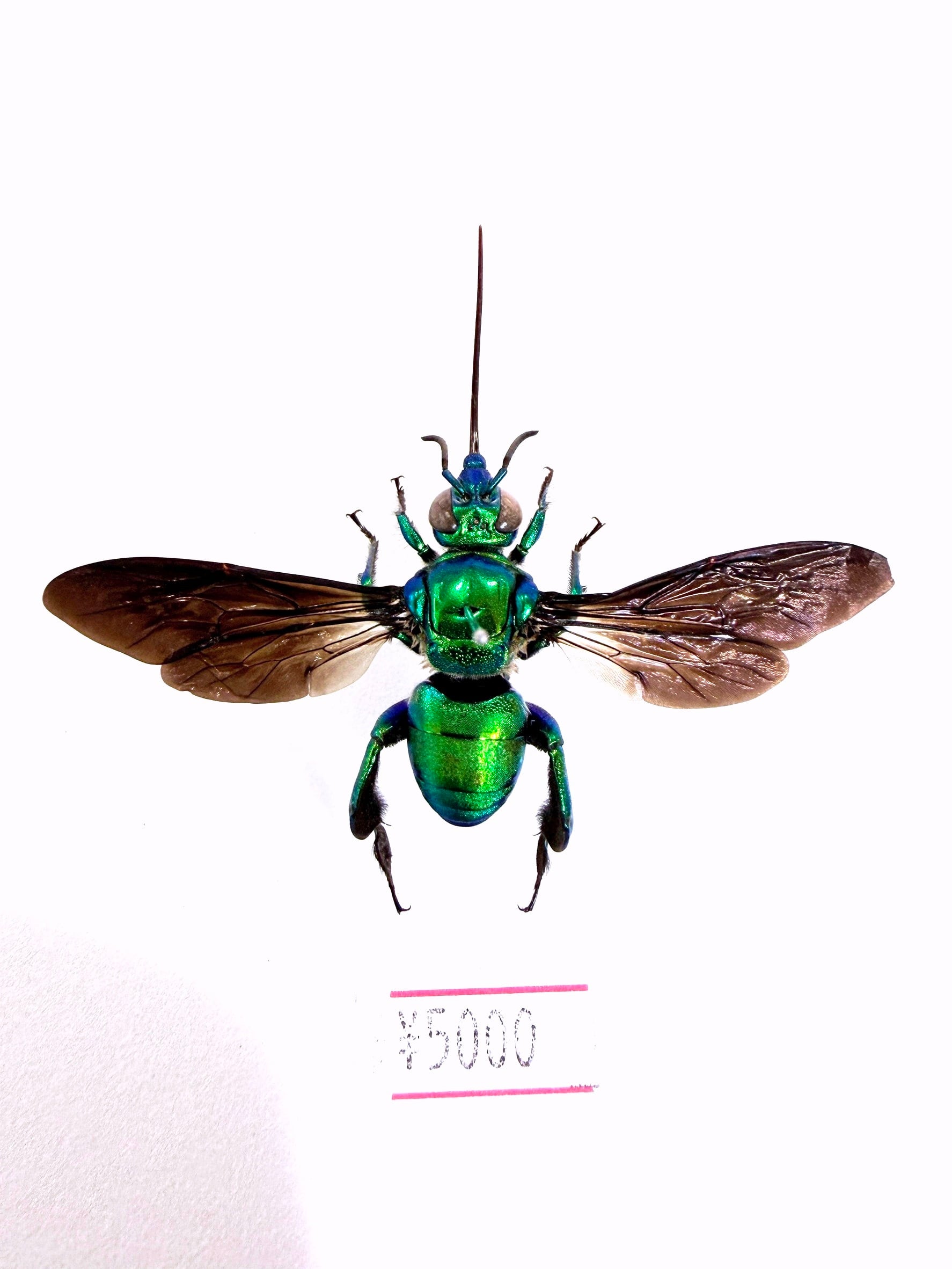 ナンベイオオタガメ 標本 | 深谷爬虫類館オンラインショップ