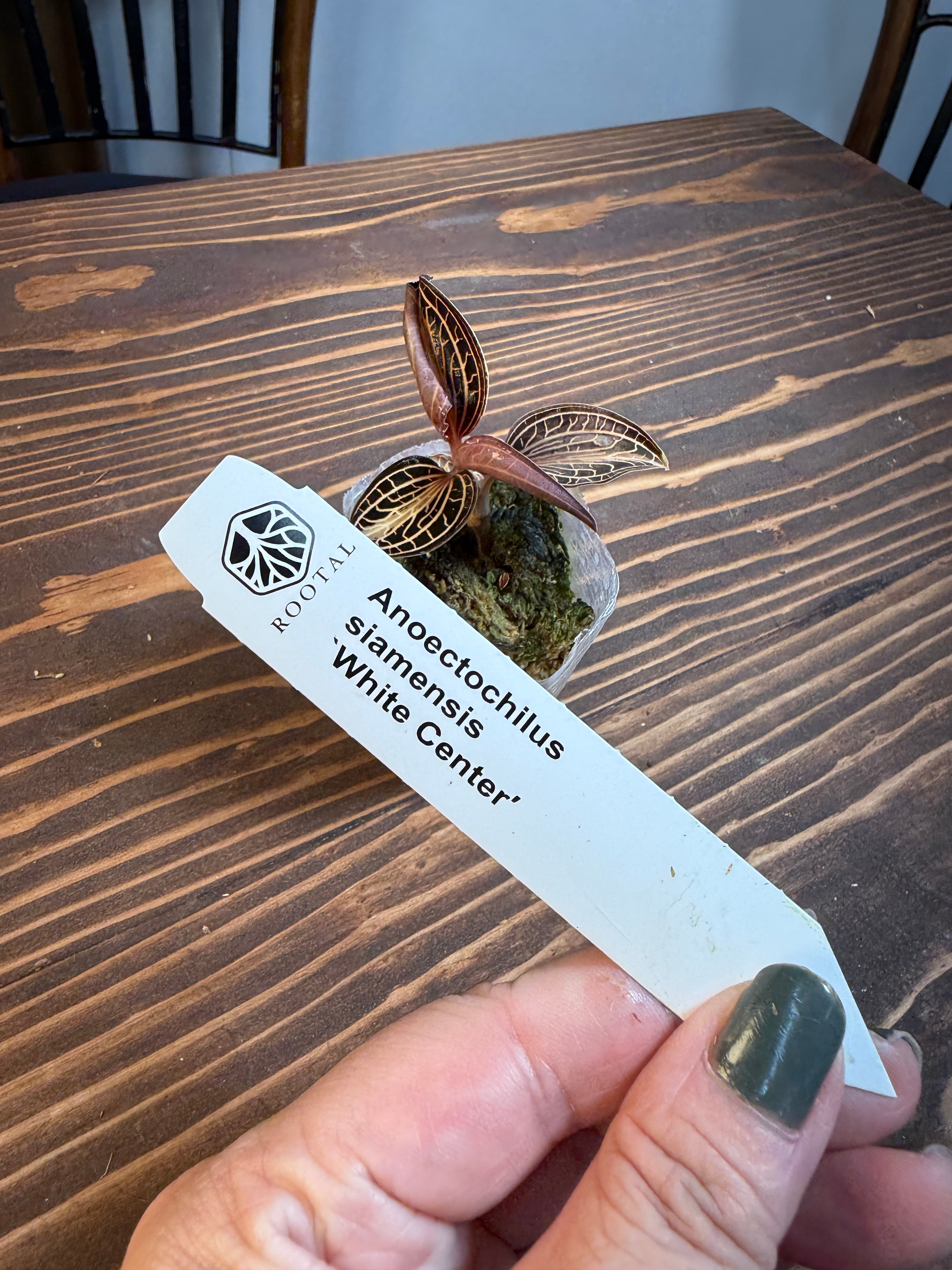 ★★アネクトキルス サイアメンシス ホワイトセンター(口径5㎝ポット)※お任せ株