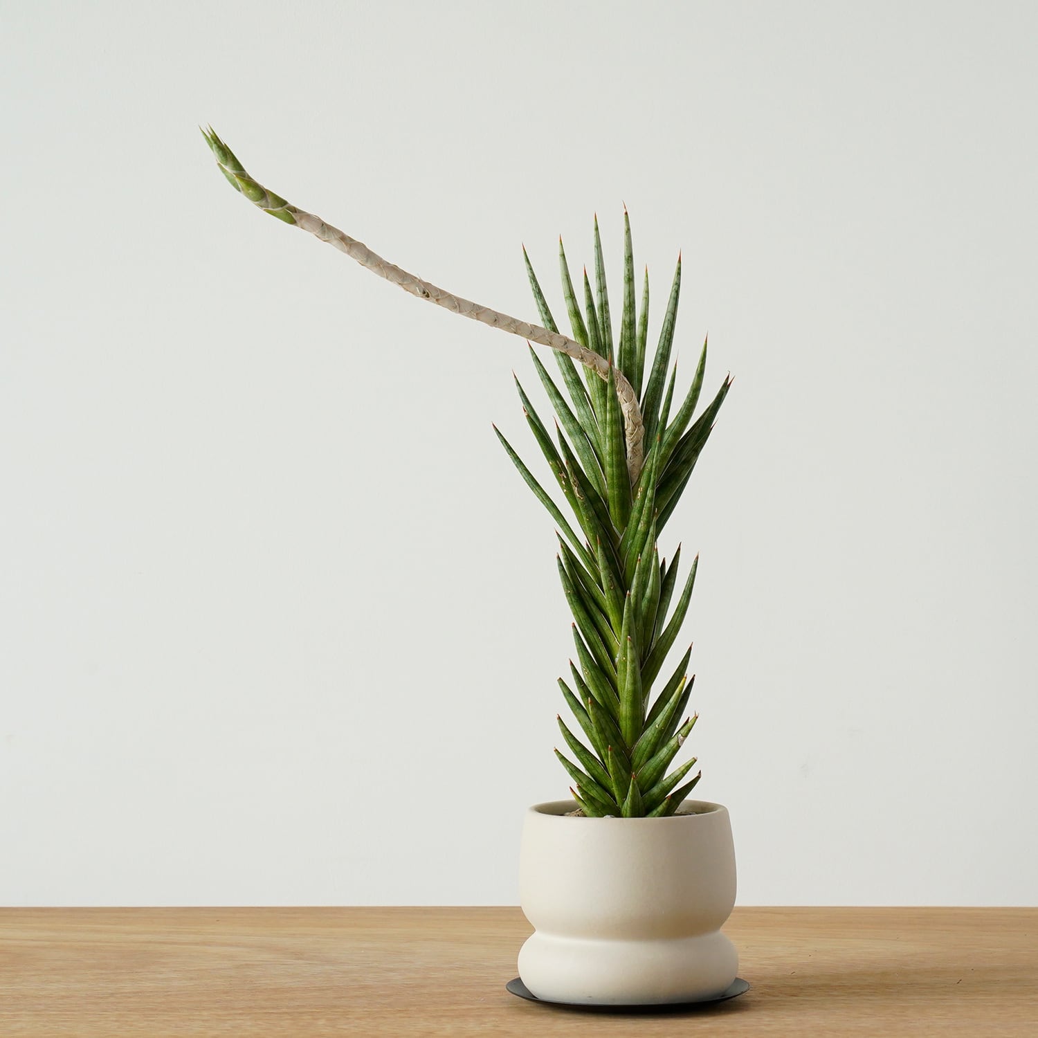 AYANAS（アヤナス）｜観葉植物のセレクトショップ・通販