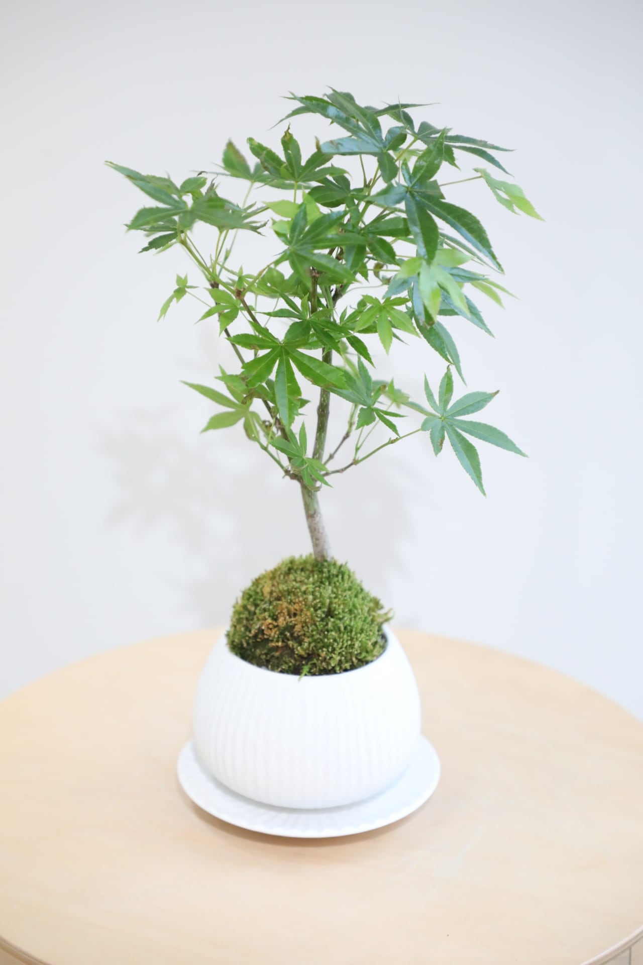 S】ヤマモミジ 盆栽/Japanese maple bonsai | 【厳選植物・器】MIDORI