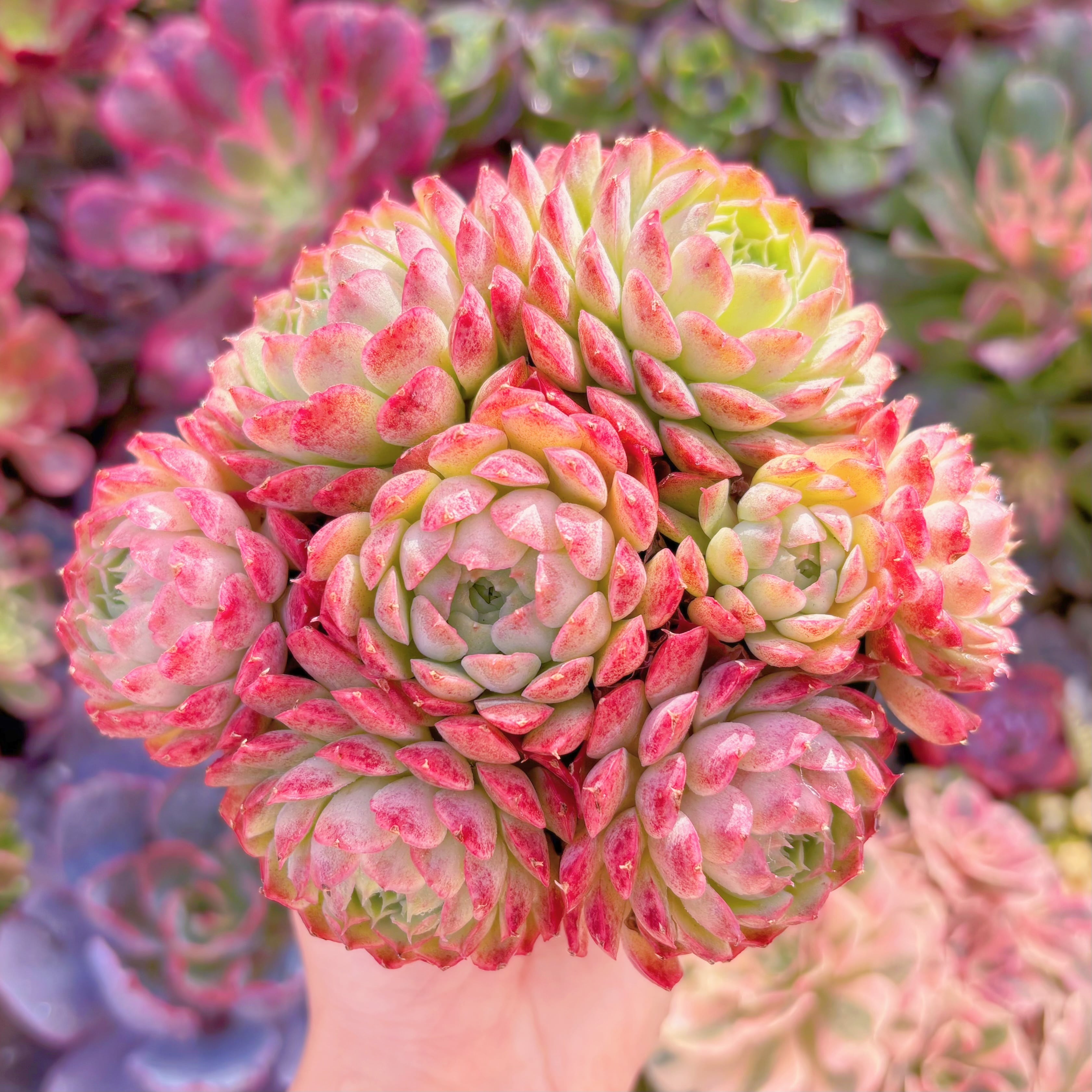 現品　朱砂痣#K005　大群生　新入荷　るる農園