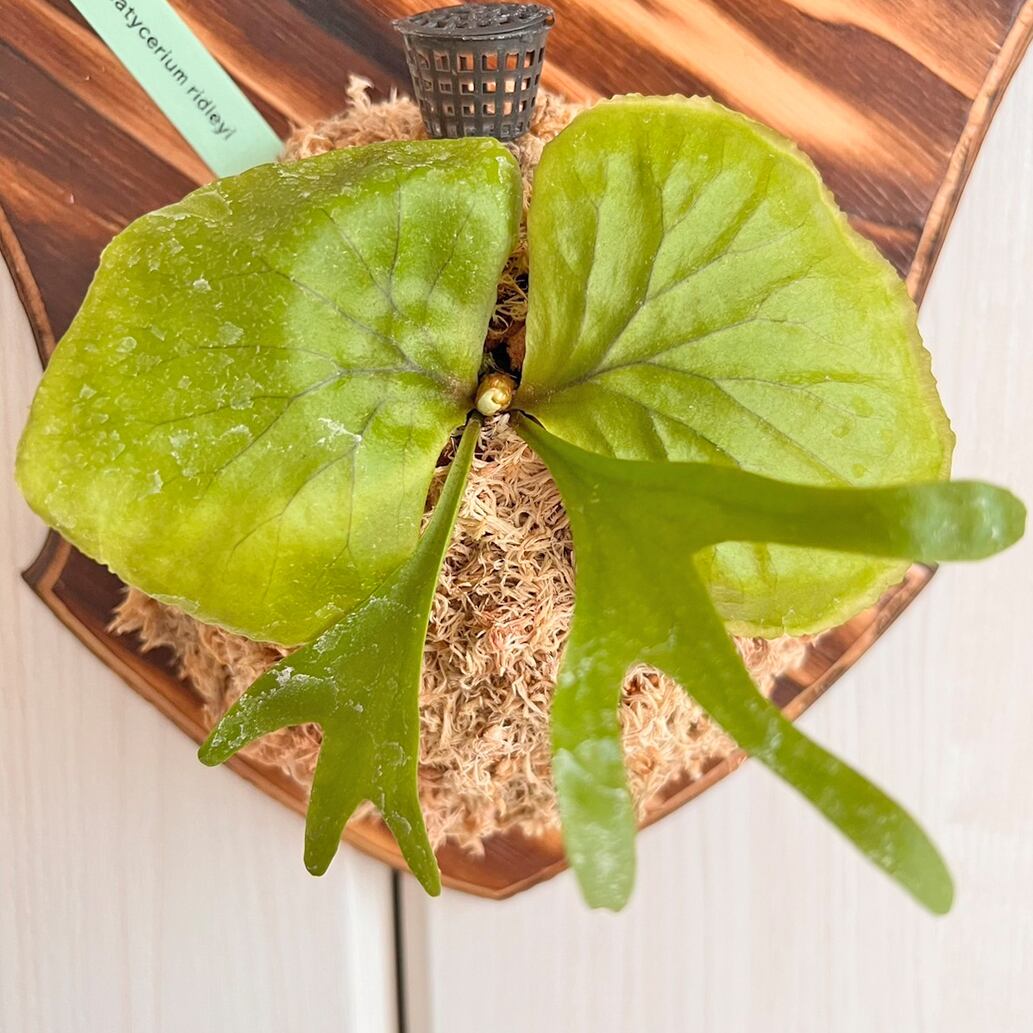 ビカクシダ リドレイ 着生板中plusサイズ 板付 【観葉植物 壁掛け
