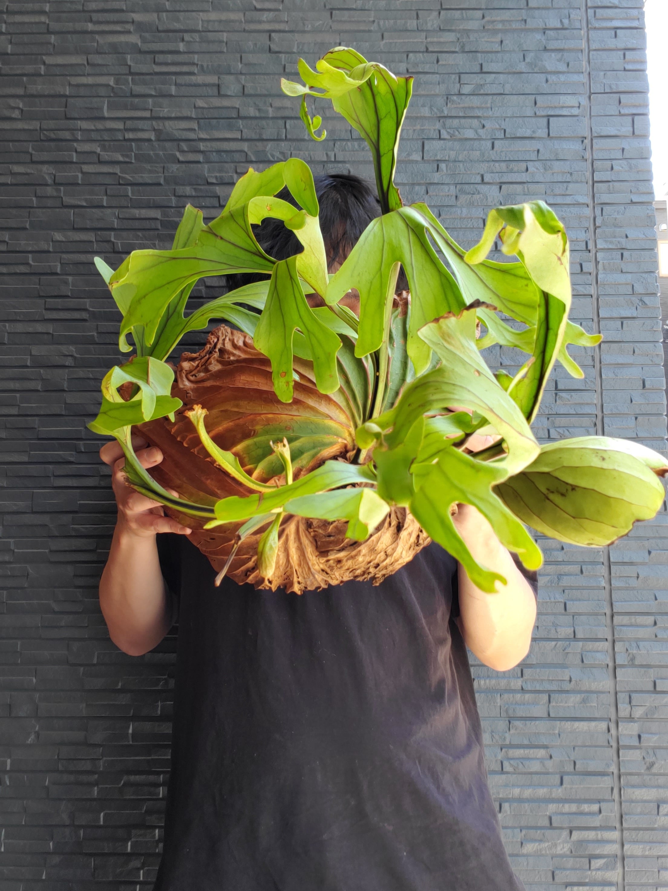 ビカクシダ P. Ridleyi Wild Wide & UneUne P. Ridleyi Wild Wide & UneUne ビカクシダ