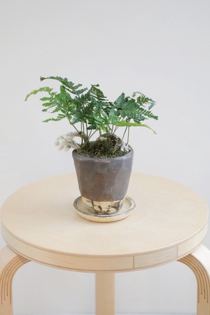 【S】シノブ/Davalliafejeensis