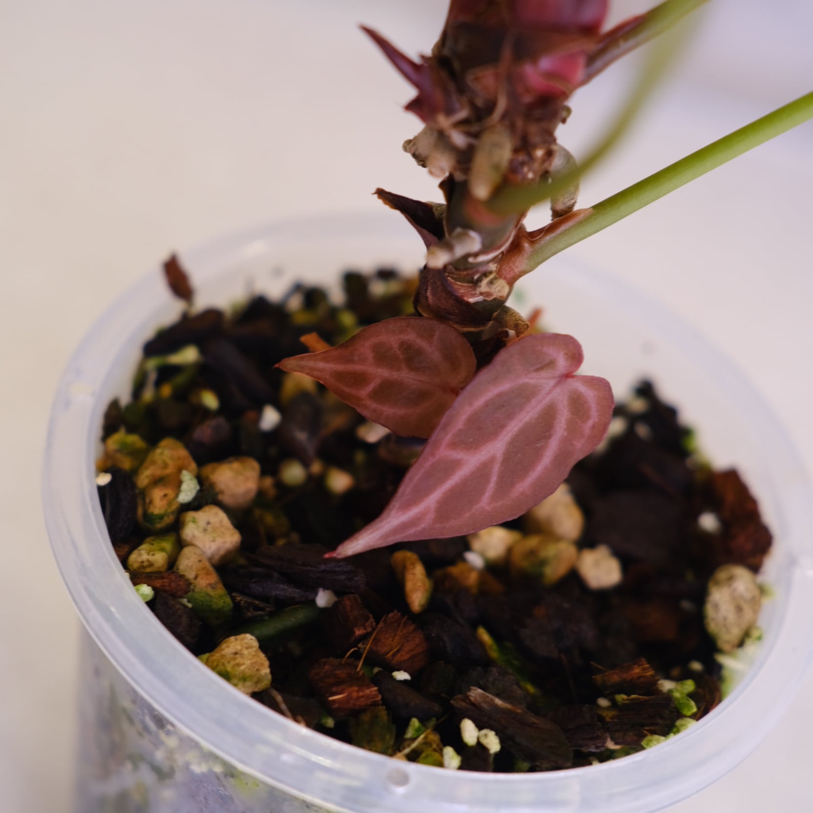 選抜】Red Crystallinum × Silver Blush│アンスリウム・レッド