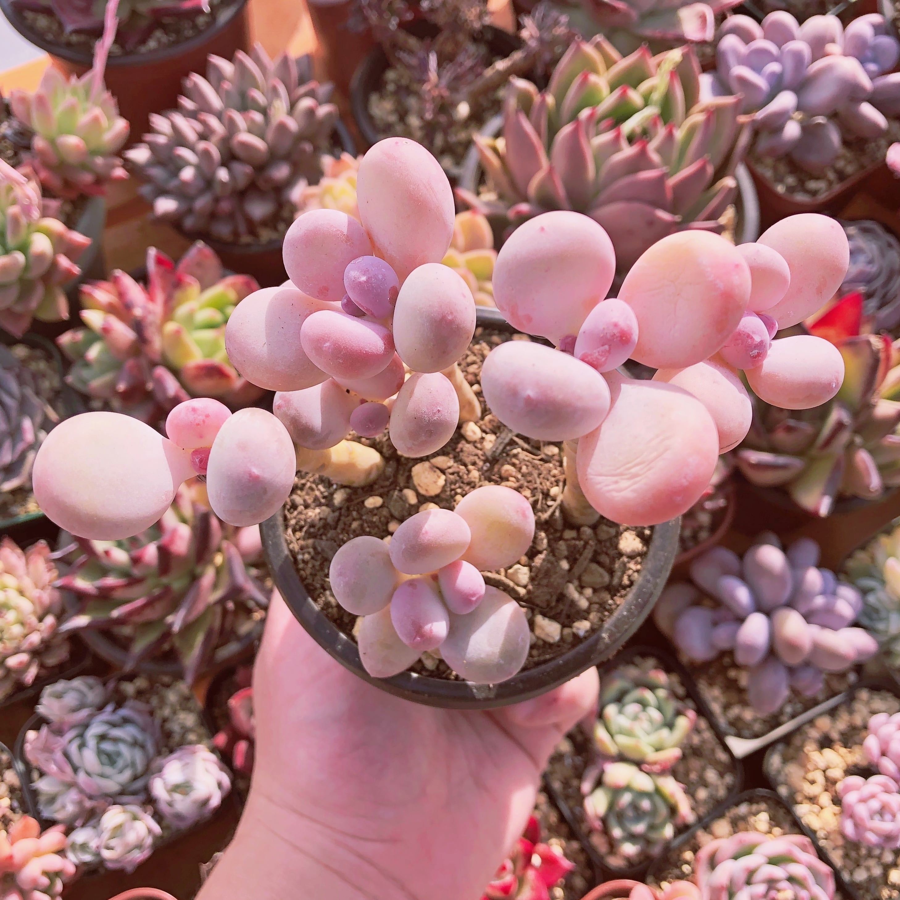 多肉植物 オレンジスノーボール 6頭 | るる農園~多肉植物専門