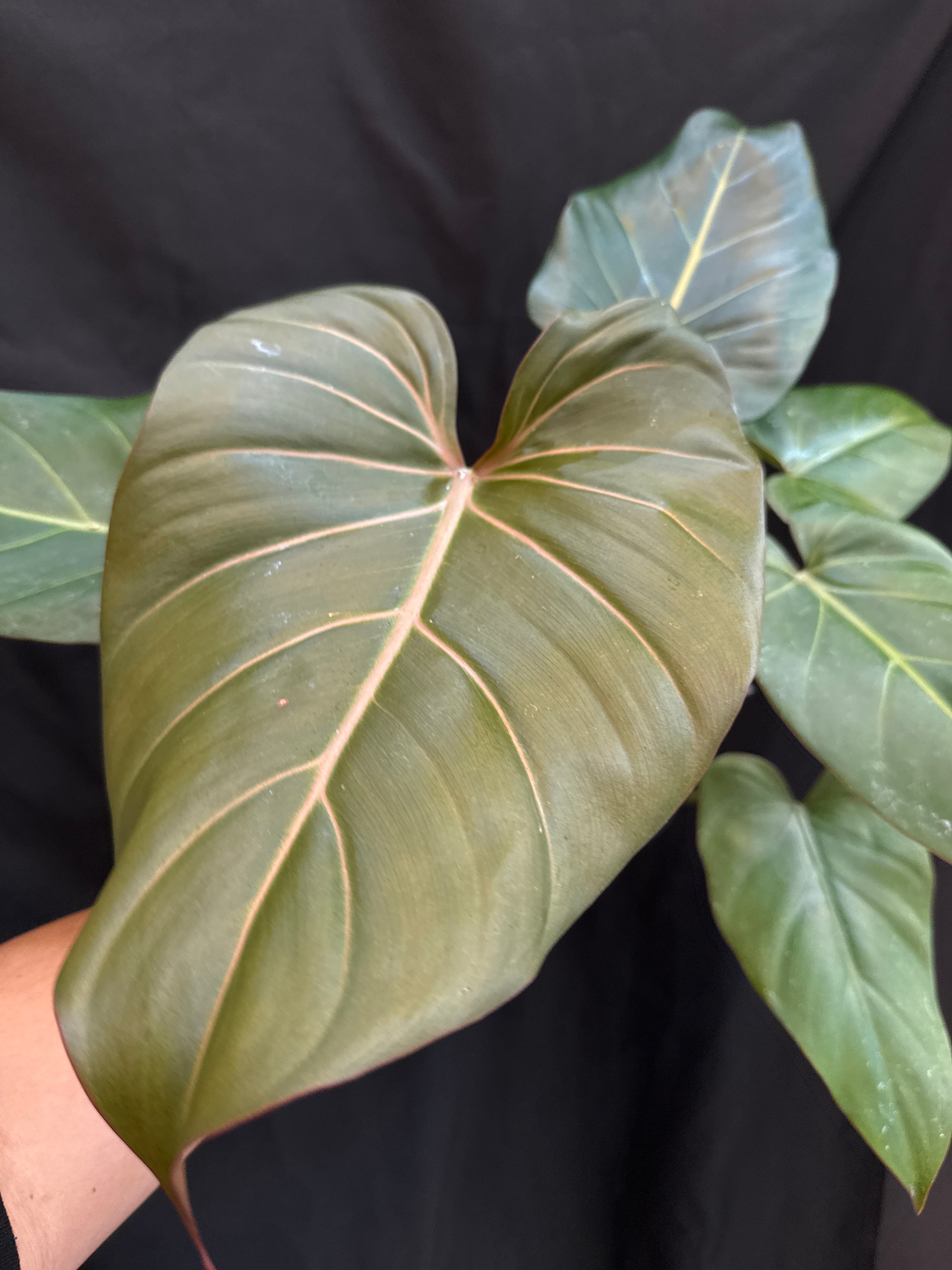 ケンフェリア　ガランガ　バリエガータ　3.5号 ケンフェリア sp. トリカラー バリエガータ | Gardenえん 【観葉熱帯植物】