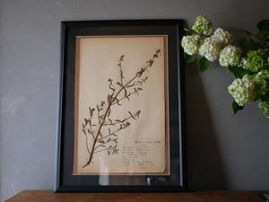 植物標本　フランスアンティーク　no.4