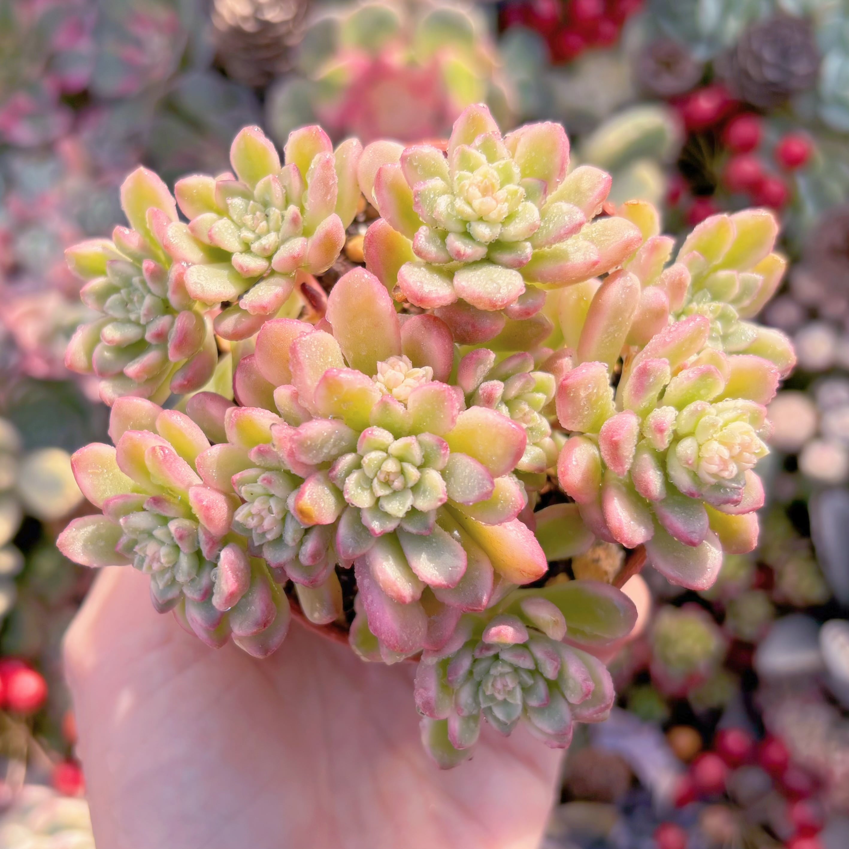 現品　ジョイスタロック錦#754　群生　新入荷　るる農園