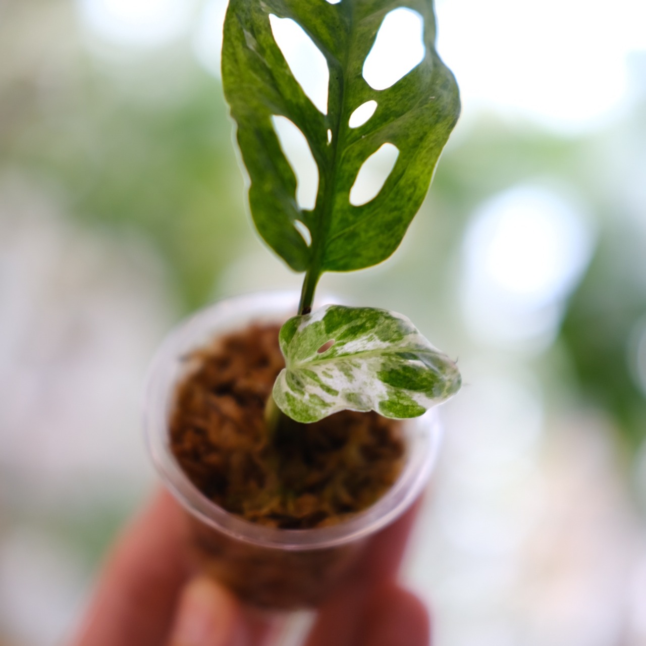 Monstera adansonii Mottled / モンステラ アダンソニー ミント⑩ / 観葉植物<育て方・花言葉>