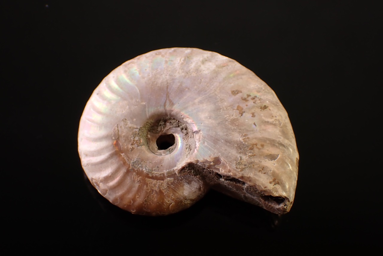 アンモナイト　15.77g　[D11‐523]