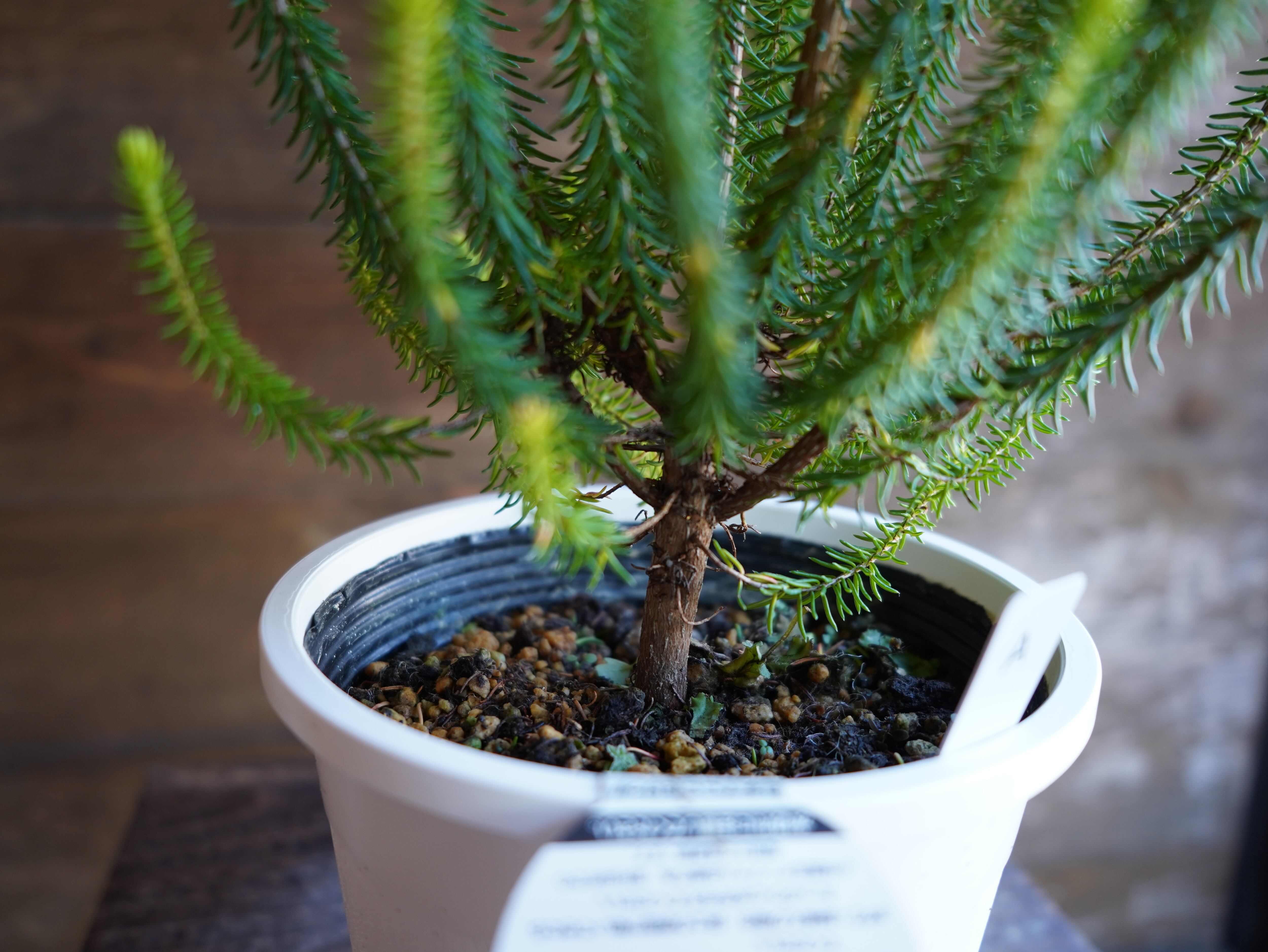 【現物】エリカ　Ｓ．’ライトスパーク’　A