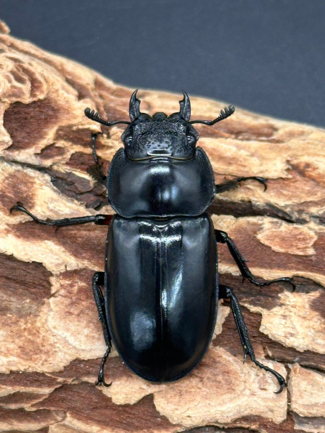 CBF2】《ディディエールシカクワガタ（0236） ♂72mm /♀フリーペア