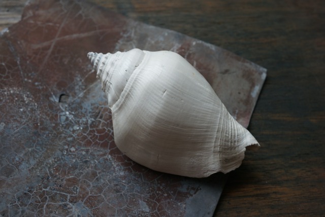 フロリダ州産 巻貝化石 Strombus alatus 1594