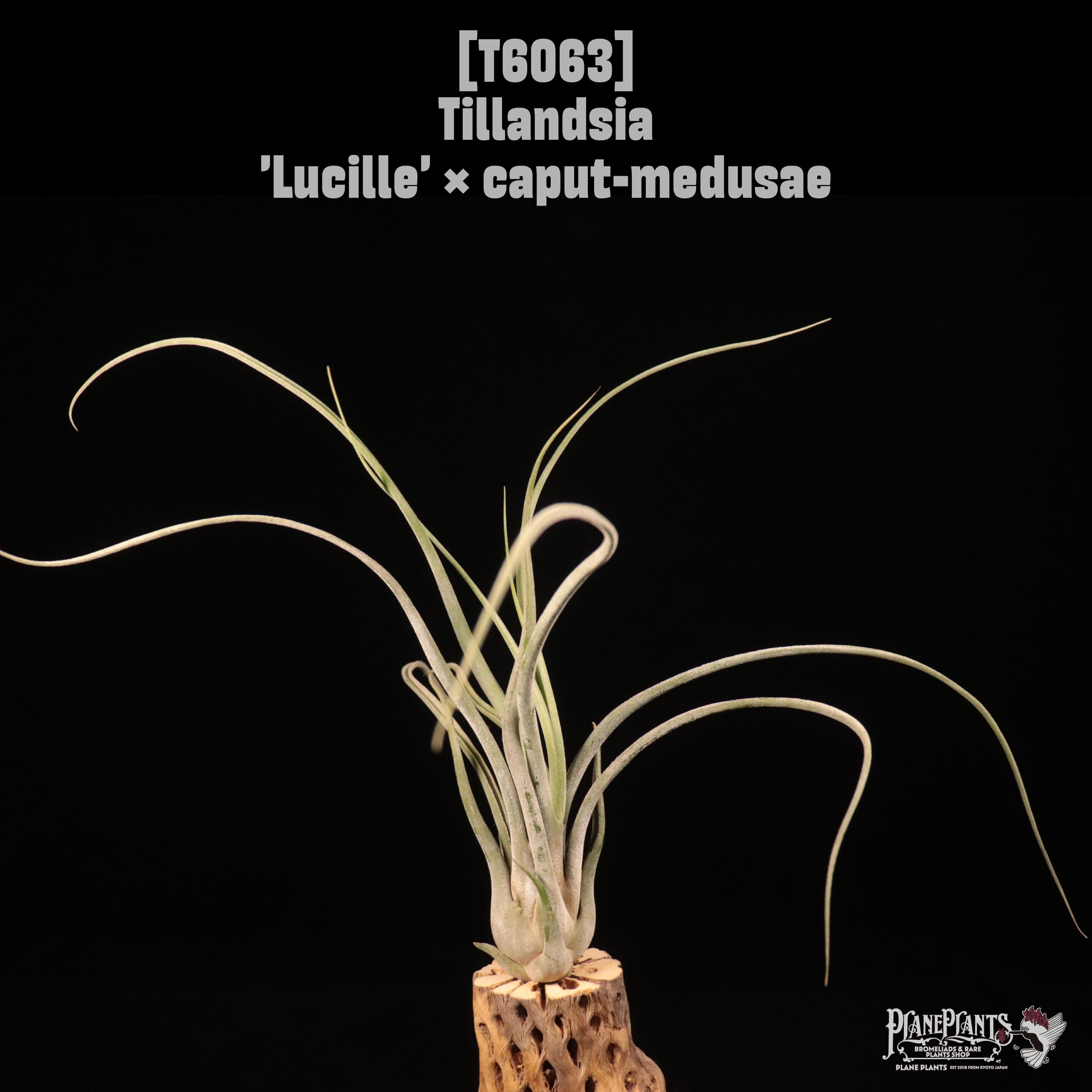 Tillandsia 'Lucille' × caput-medusae〔ティランジア〕T6063