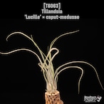 Tillandsia 'Lucille' × caput-medusae〔ティランジア〕T6063