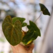 パピリラミナム(FS)×アンスリウム エース オブ スペード(AOS)⑦/ Papillilaminum ‘Fort Sherman' × Anthurium Ace of spades / 観葉植物