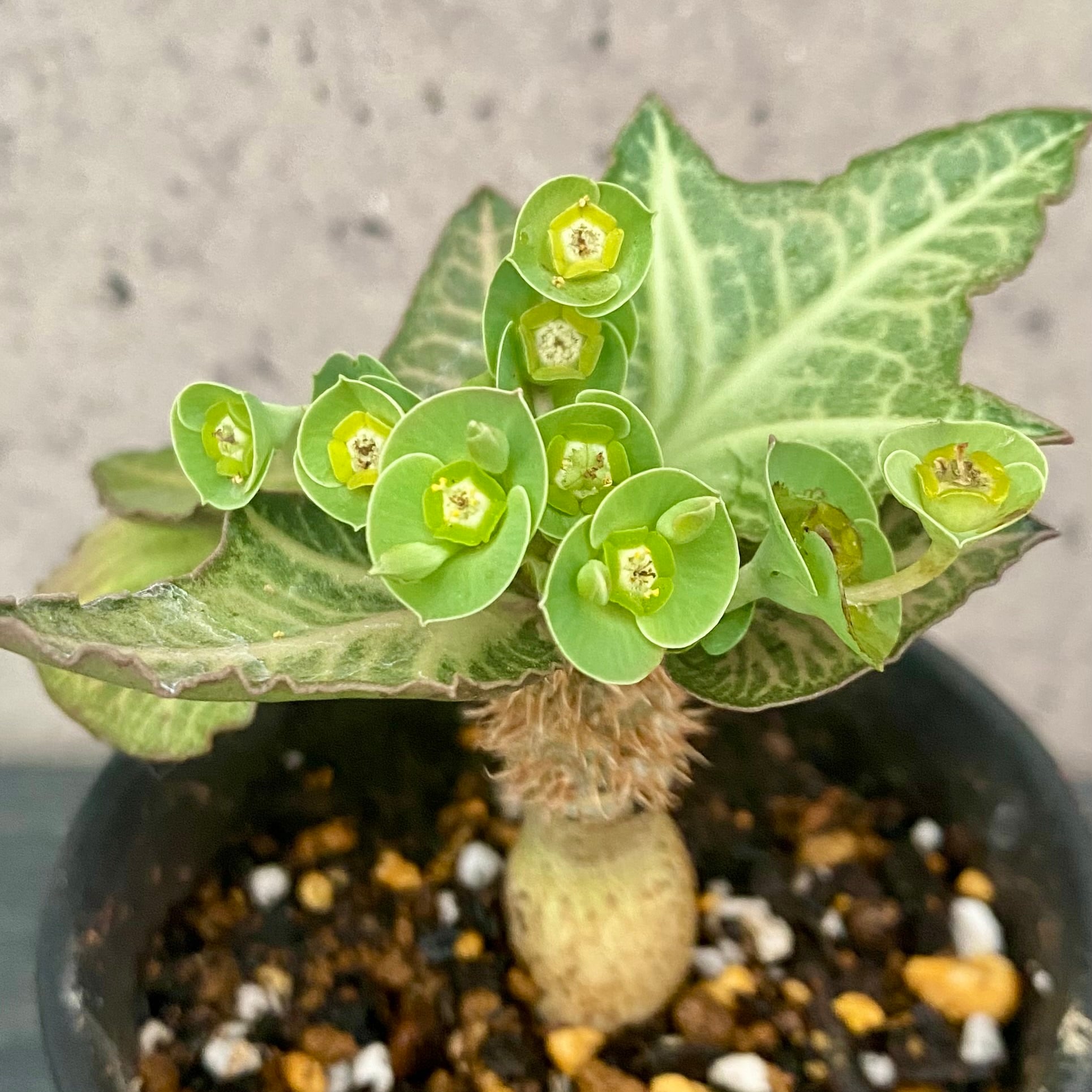 Planet Plants プラネットプランツ