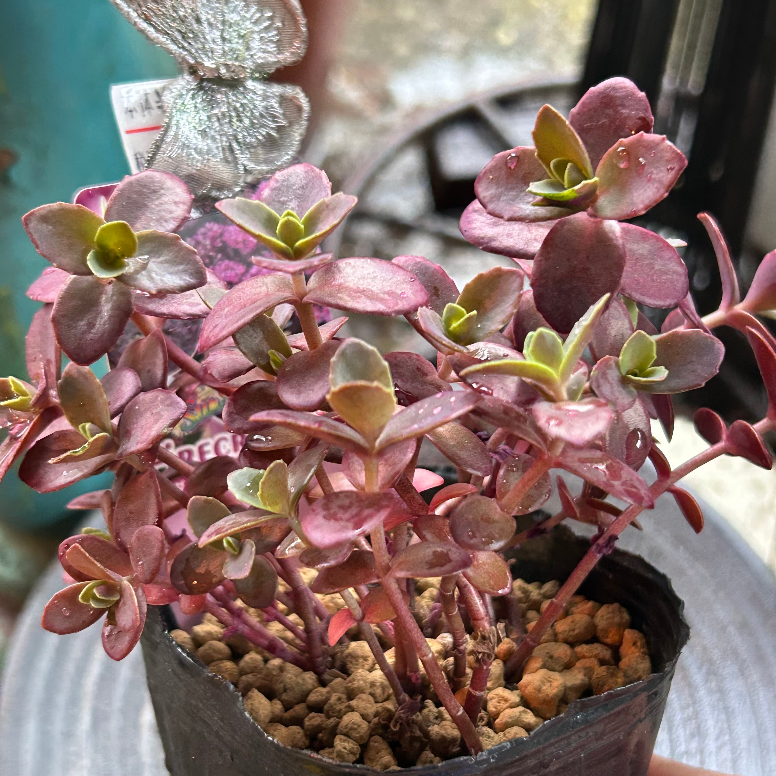 ファイヤークラッカー | RuPo 多肉植物専門店