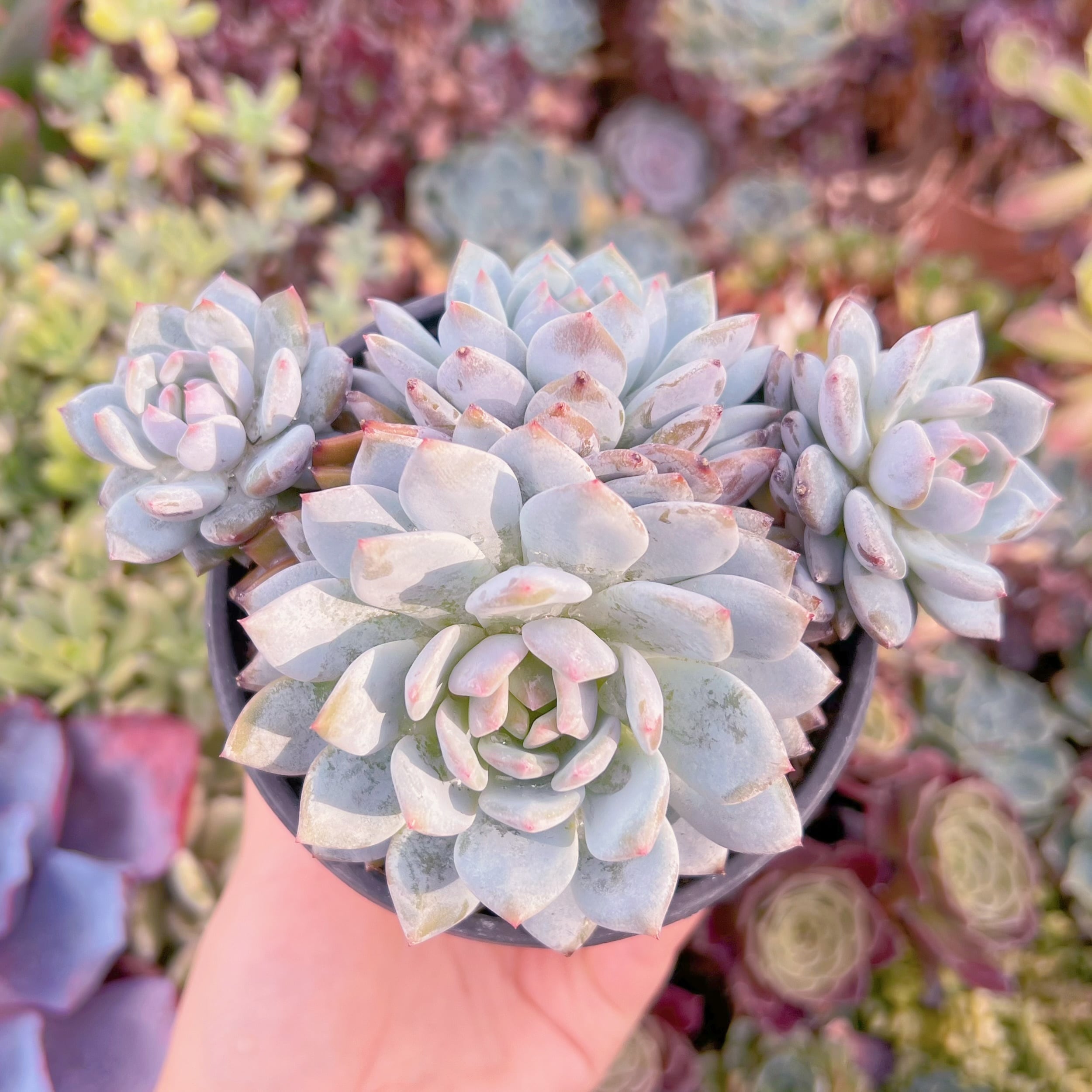 現品　玉芙蓉#F231　群生　るる農園