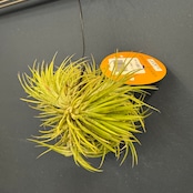 チランジア ハムエムラ ハンギング【891】