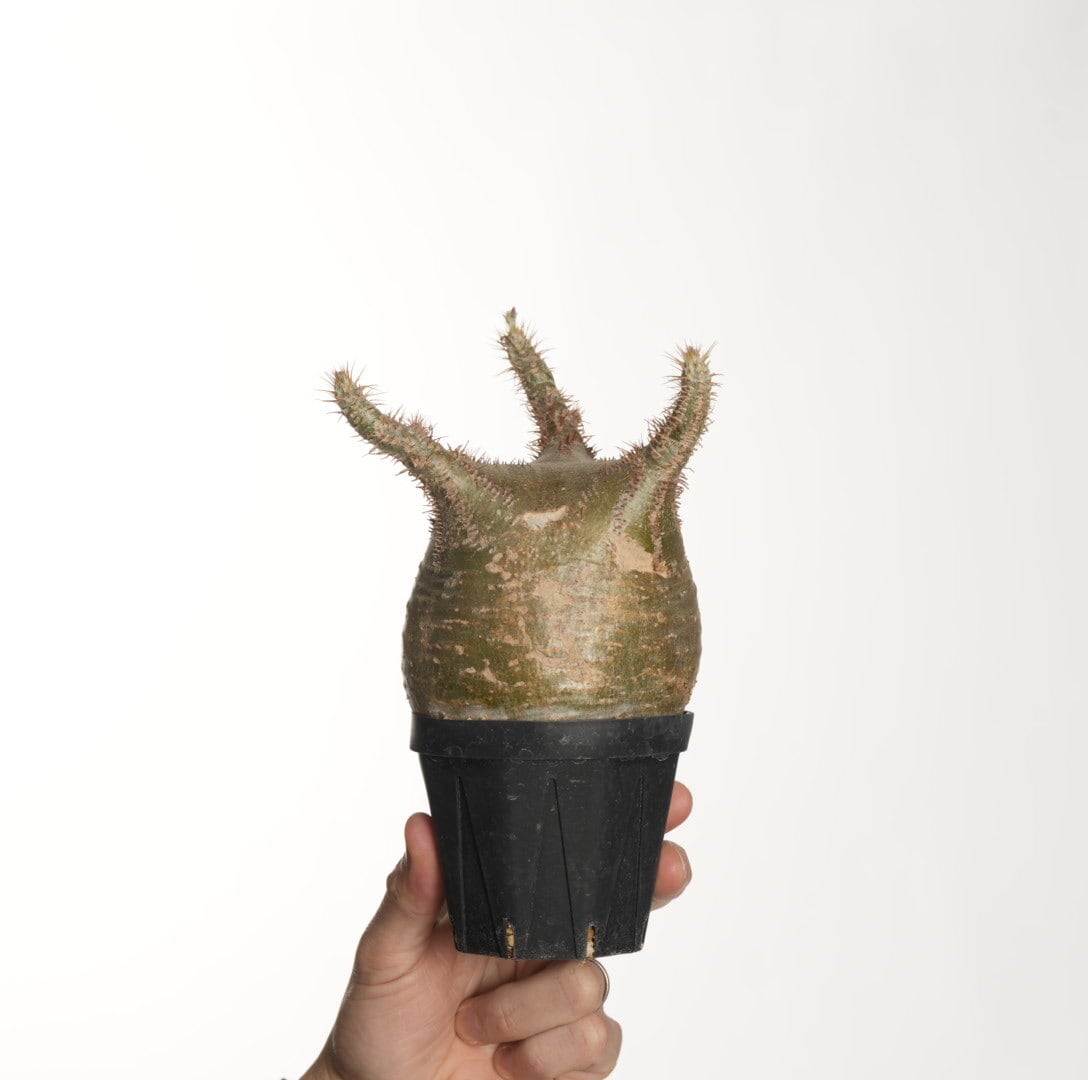 HexaPot 〝ヘキサポット〟5号サイズ 30ポットセット | Pay ID