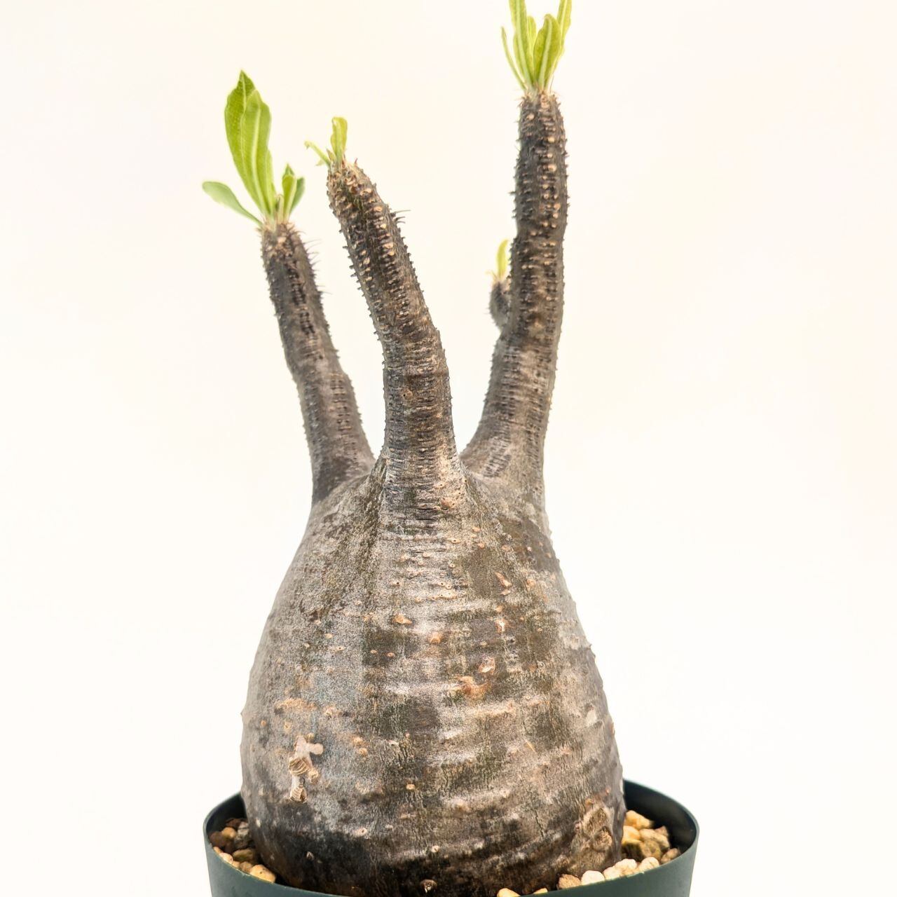 パキポディウム ロスラーツム グラキリス Pachypodium rosulatum var