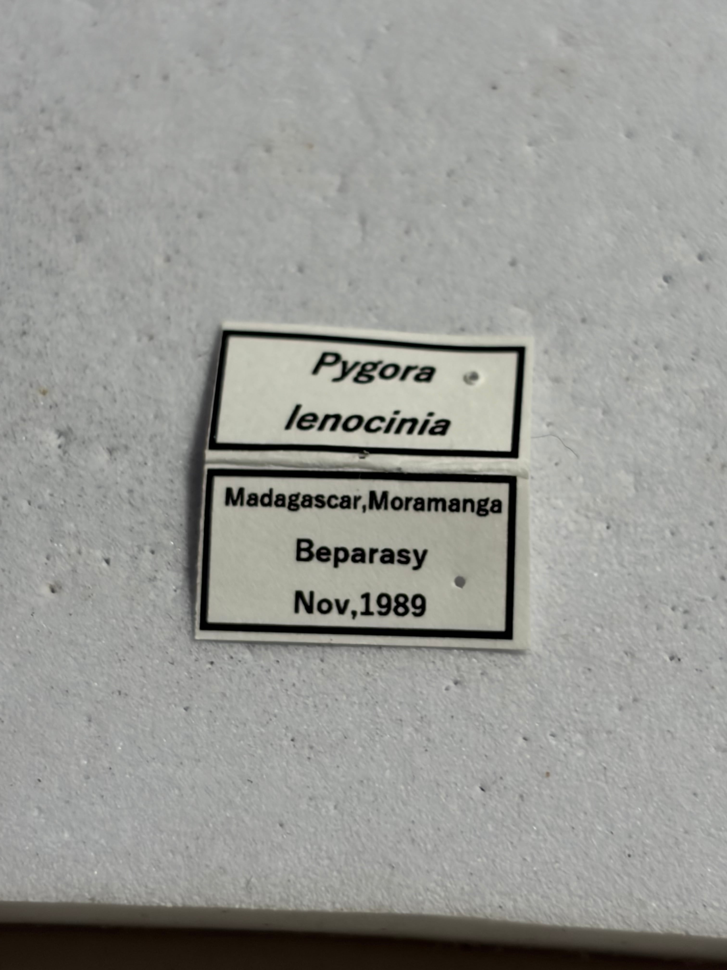 【16mm】マダガスカル固有のPygora ハナムグリ 標本ウグイスコガネ 16mm】マダガスカル固有のPygora lenociniaハナムグリ 標本ウグイス