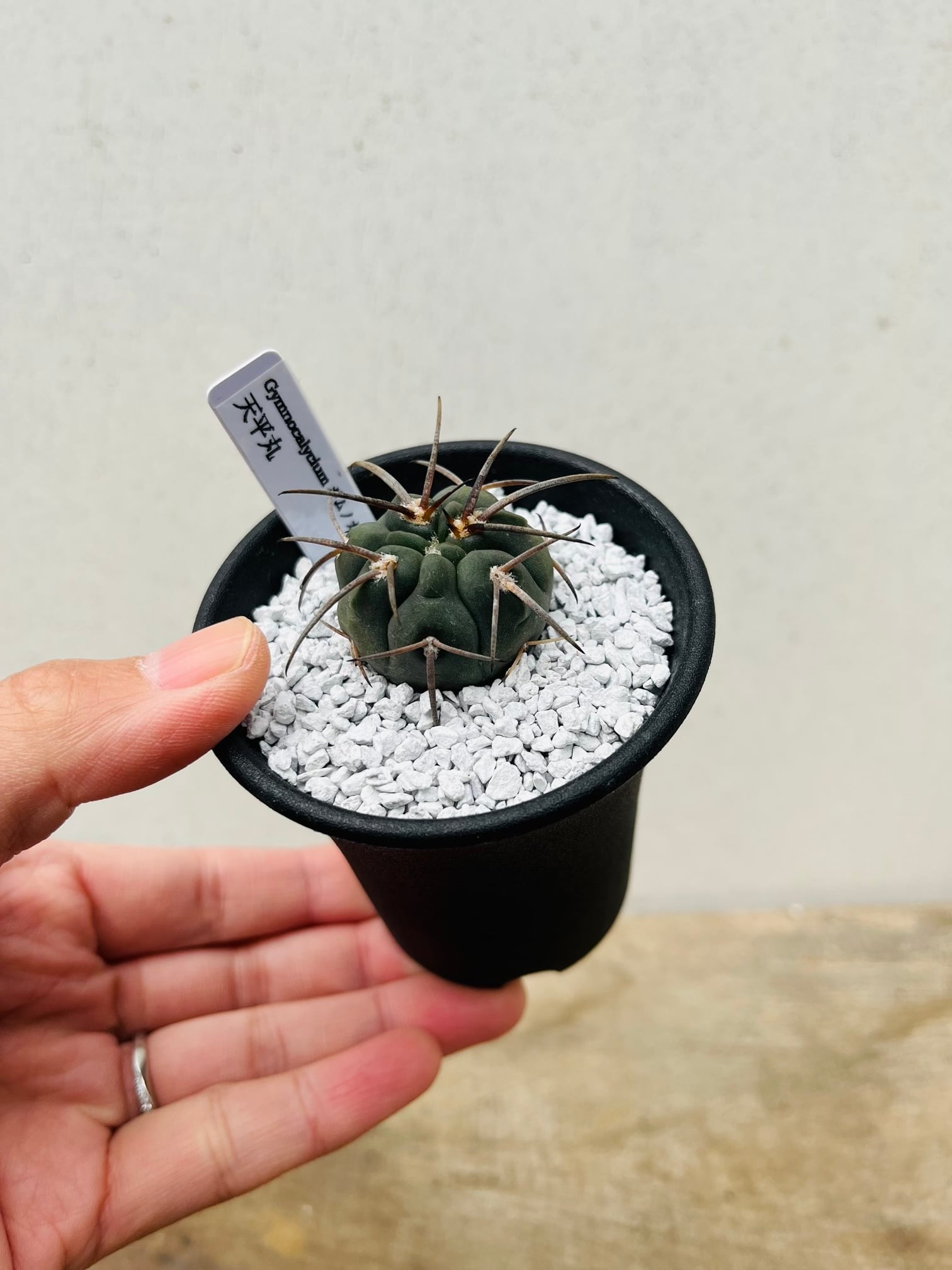 ギムノカリキウム 強刺天平丸 Gymnocalycium spegazzinii Gymnocalycium spegazzinii ギムノカリキュウム 天平丸 サボテン