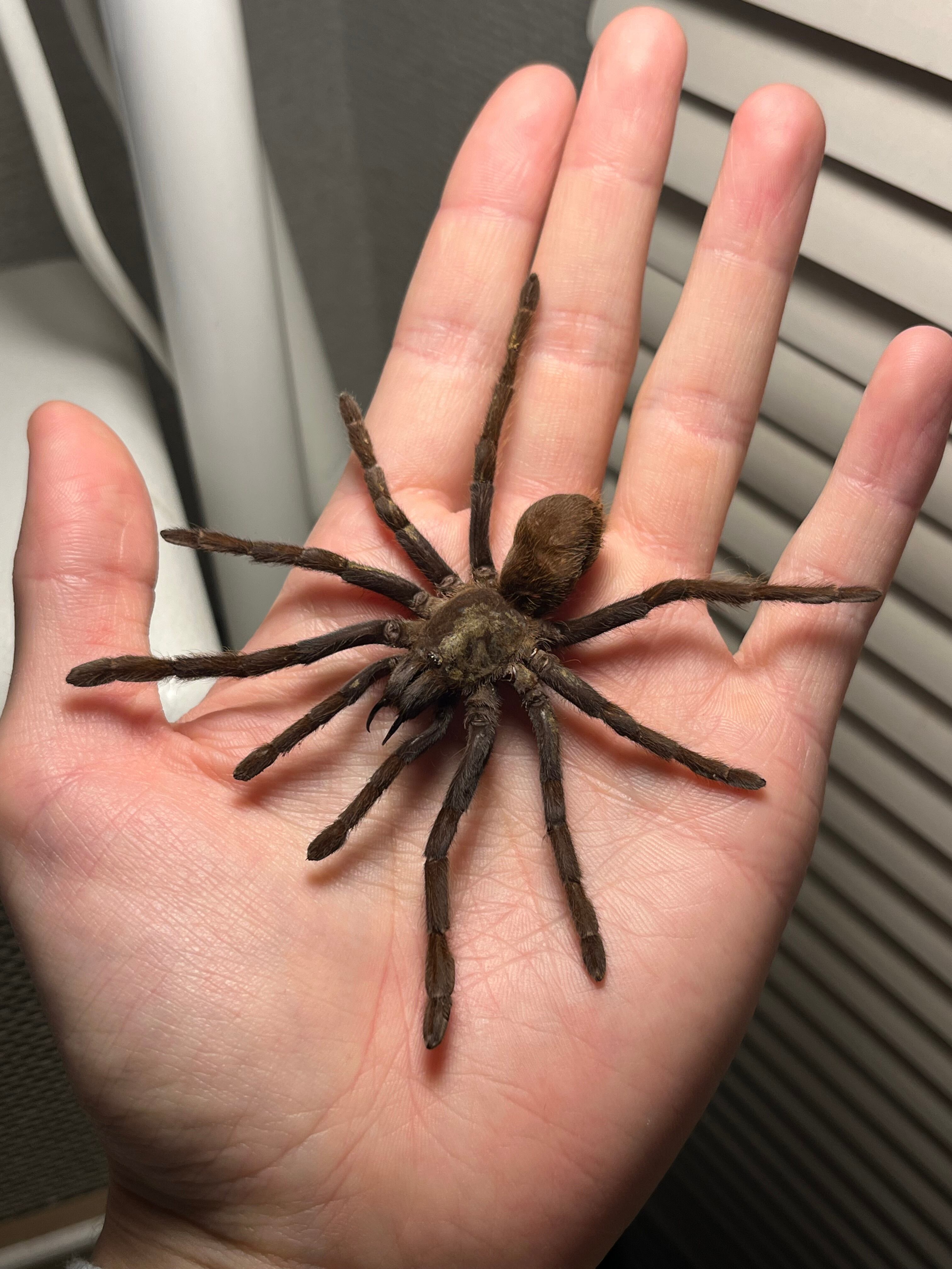 蜘蛛最大種】バーガンディーゴライアスバードイータータランチュラ