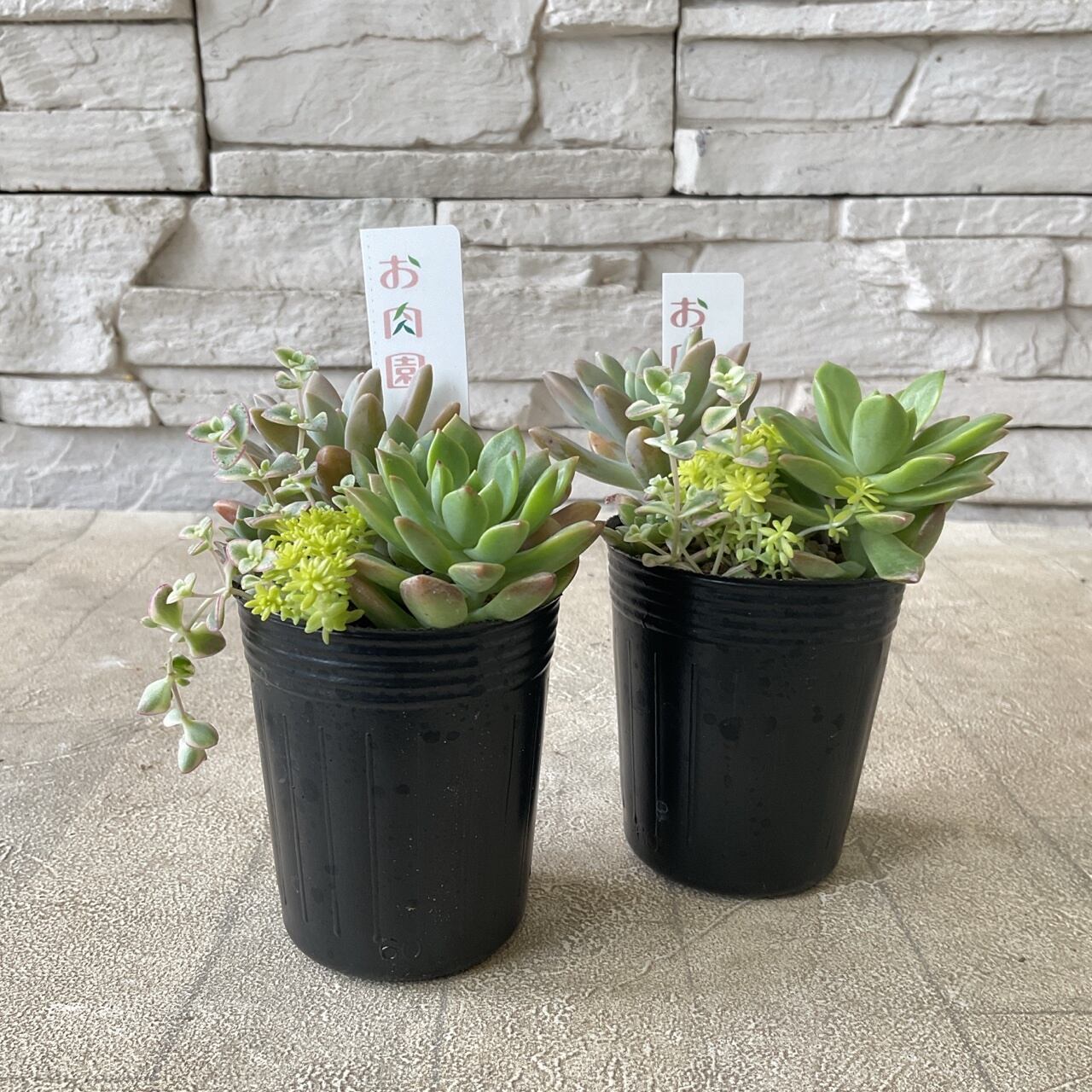 多肉植物】お肉園 多肉寄せ植え 2.5寸ポット | 橋本種苗園 多肉植物】お肉園 多肉寄せ植え 2.5寸ポット | 橋本種苗園