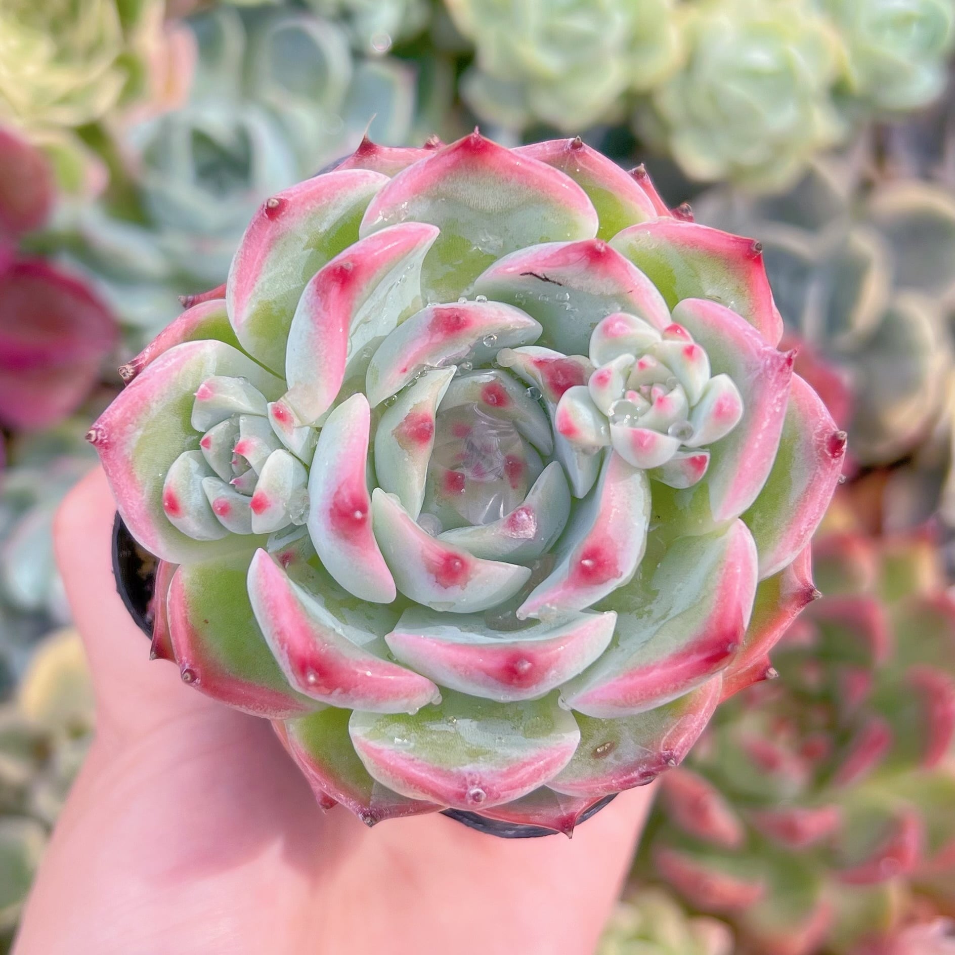 現品　水蜜桃#651　るる農園