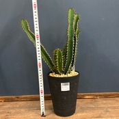 ユーフォルビア　ムランジーナ【612】