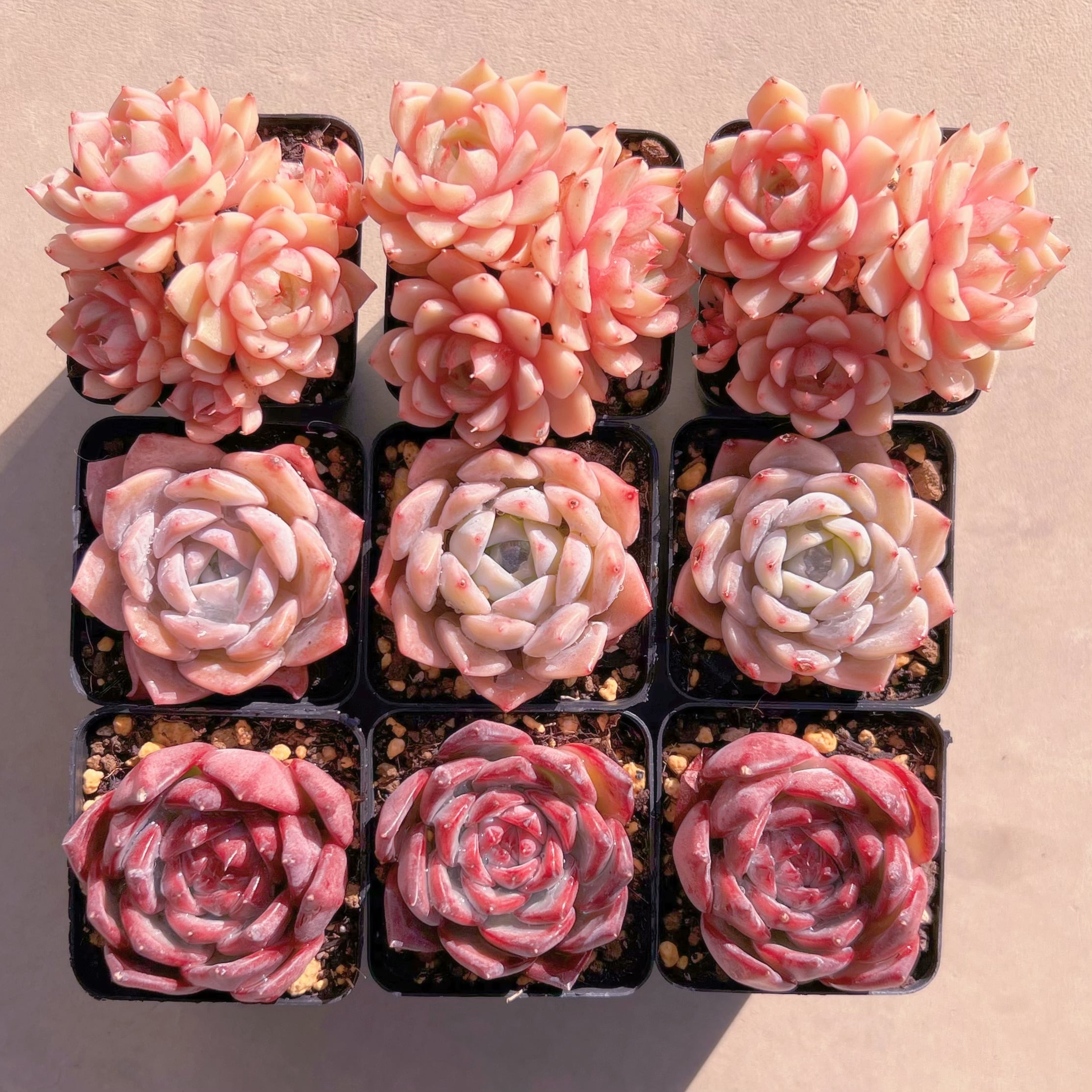 BASE販売会セットL