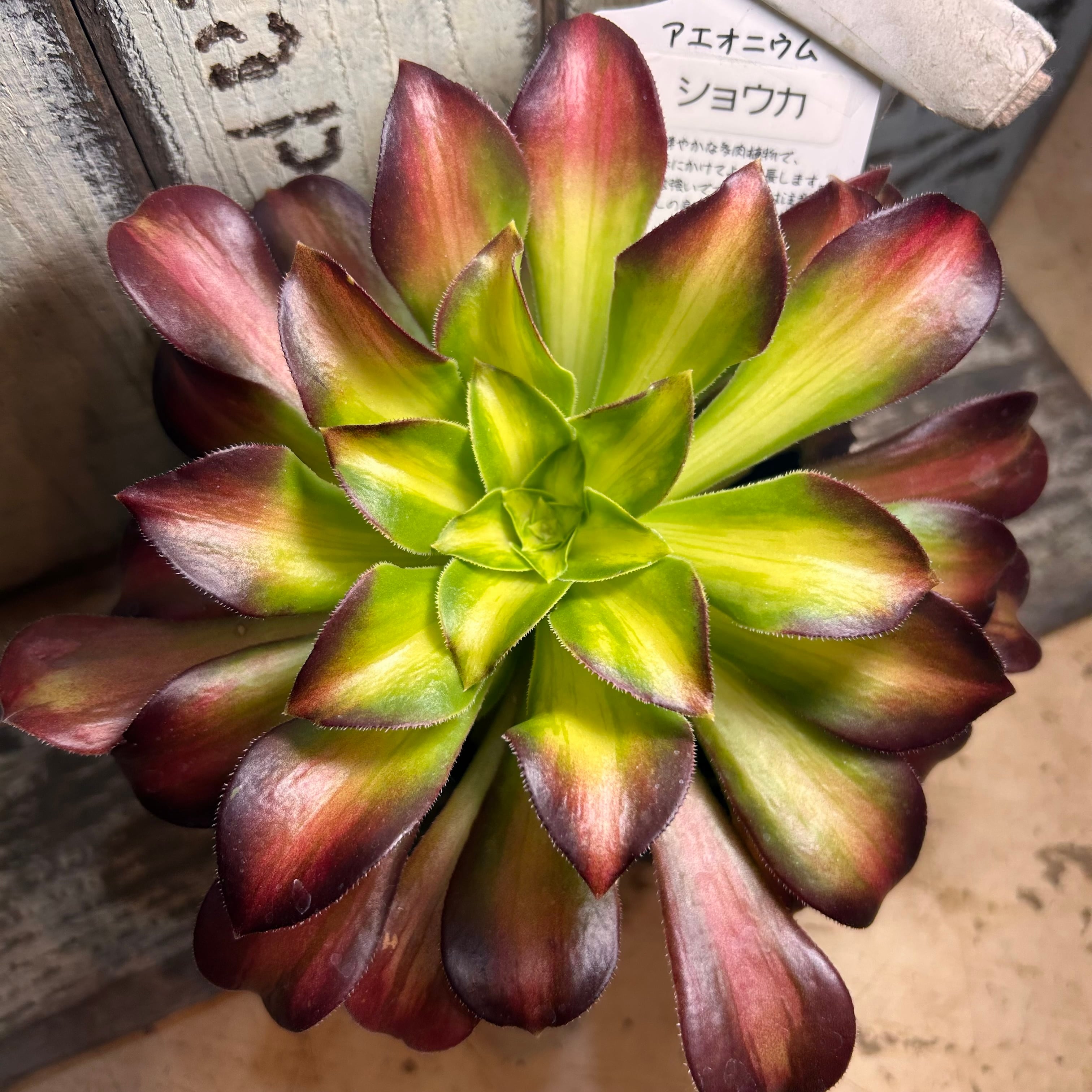 アエオニウム 専用出品 アエオニウム ショウカ | RuPo 多肉植物専門店