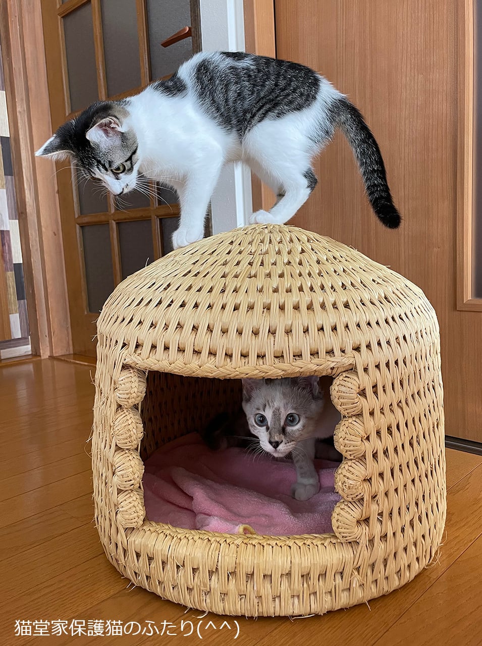 猫ちぐら 猫つぐら 大きめサイズ 奥会津（三島町）の手作り品 - 猫用品