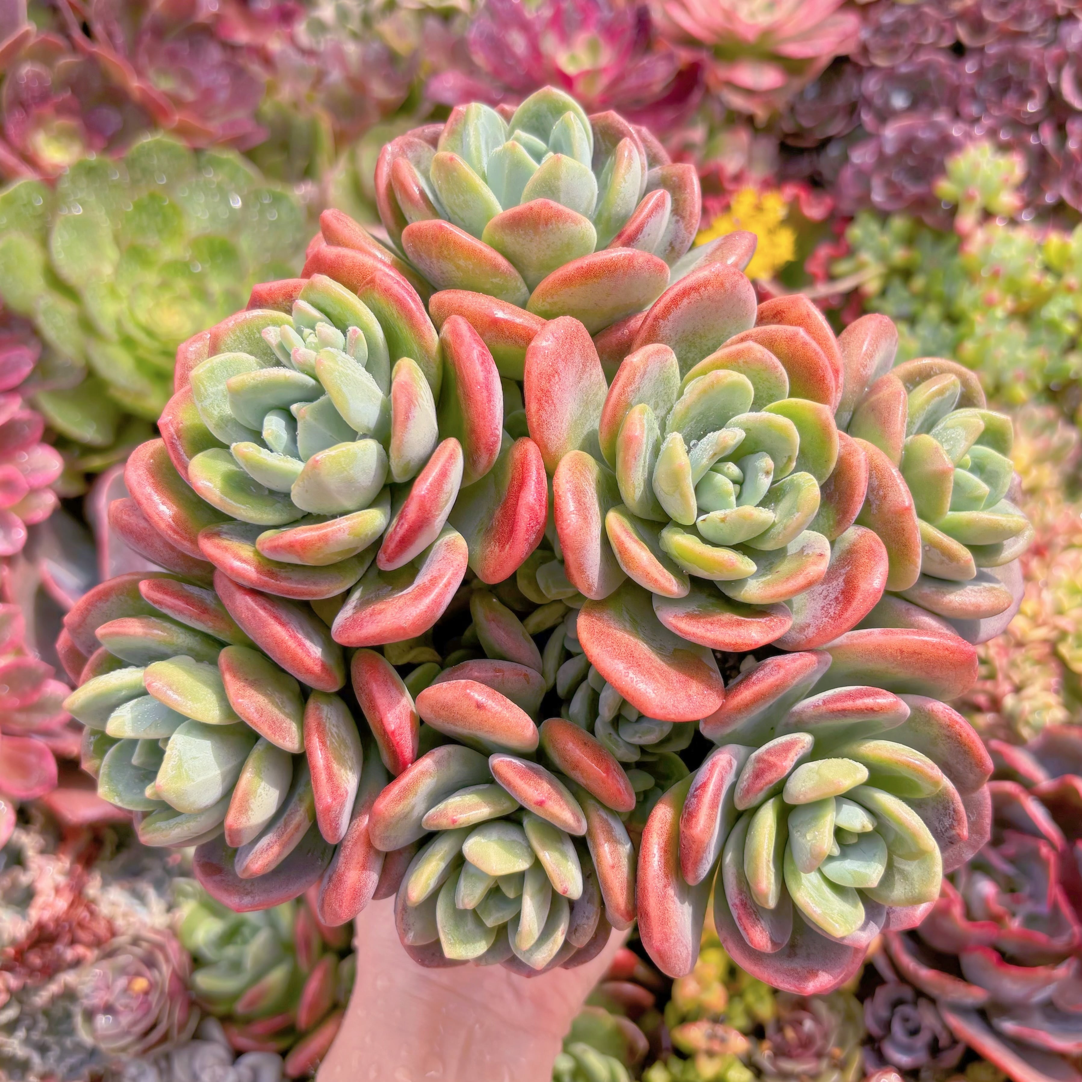 現品　ラサノカール#609　特大群生　新入荷　るる農園