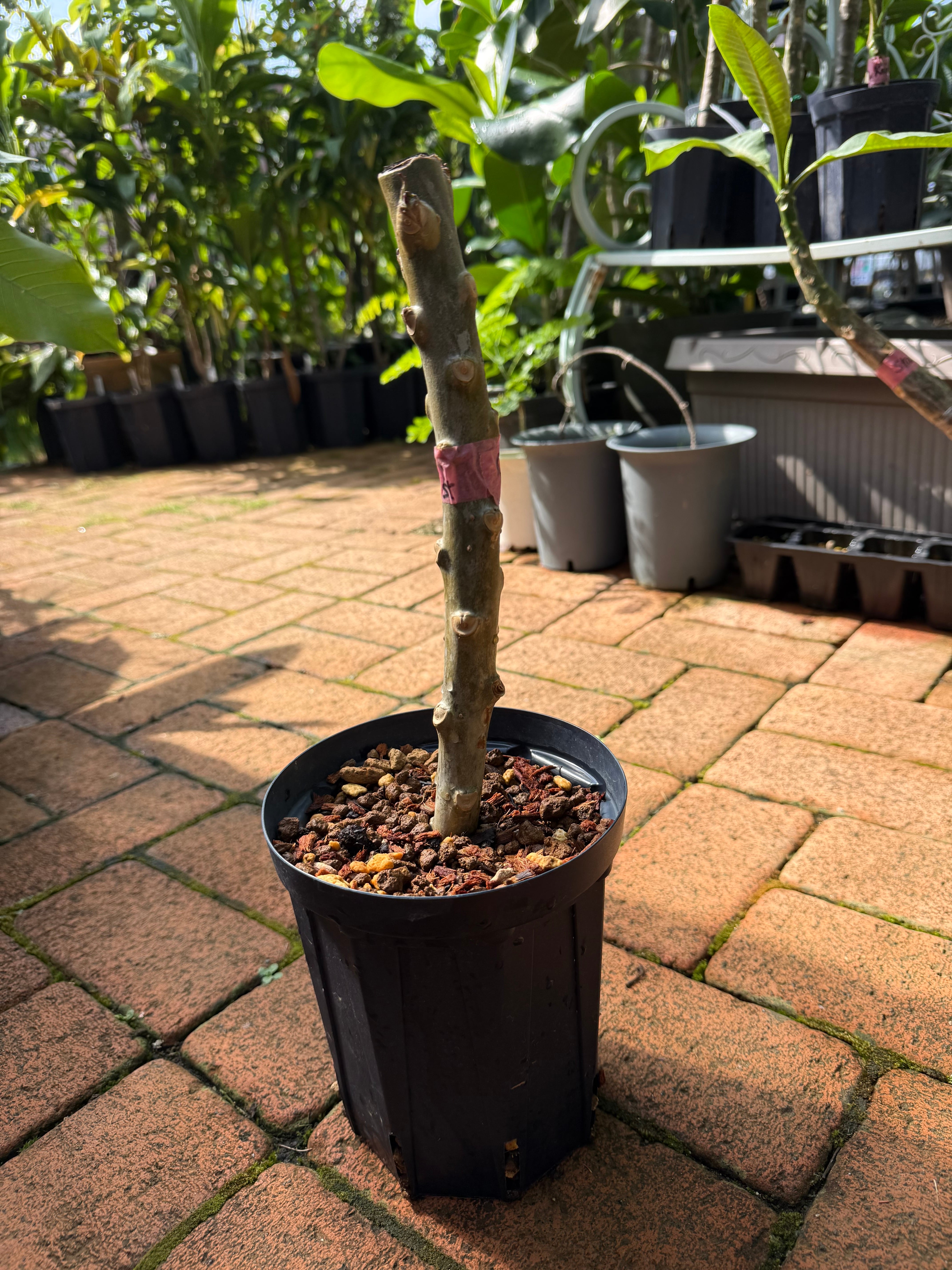 当園産プルメリア】超人気品種 Kaneohe Sunburst 5号pot 発根苗