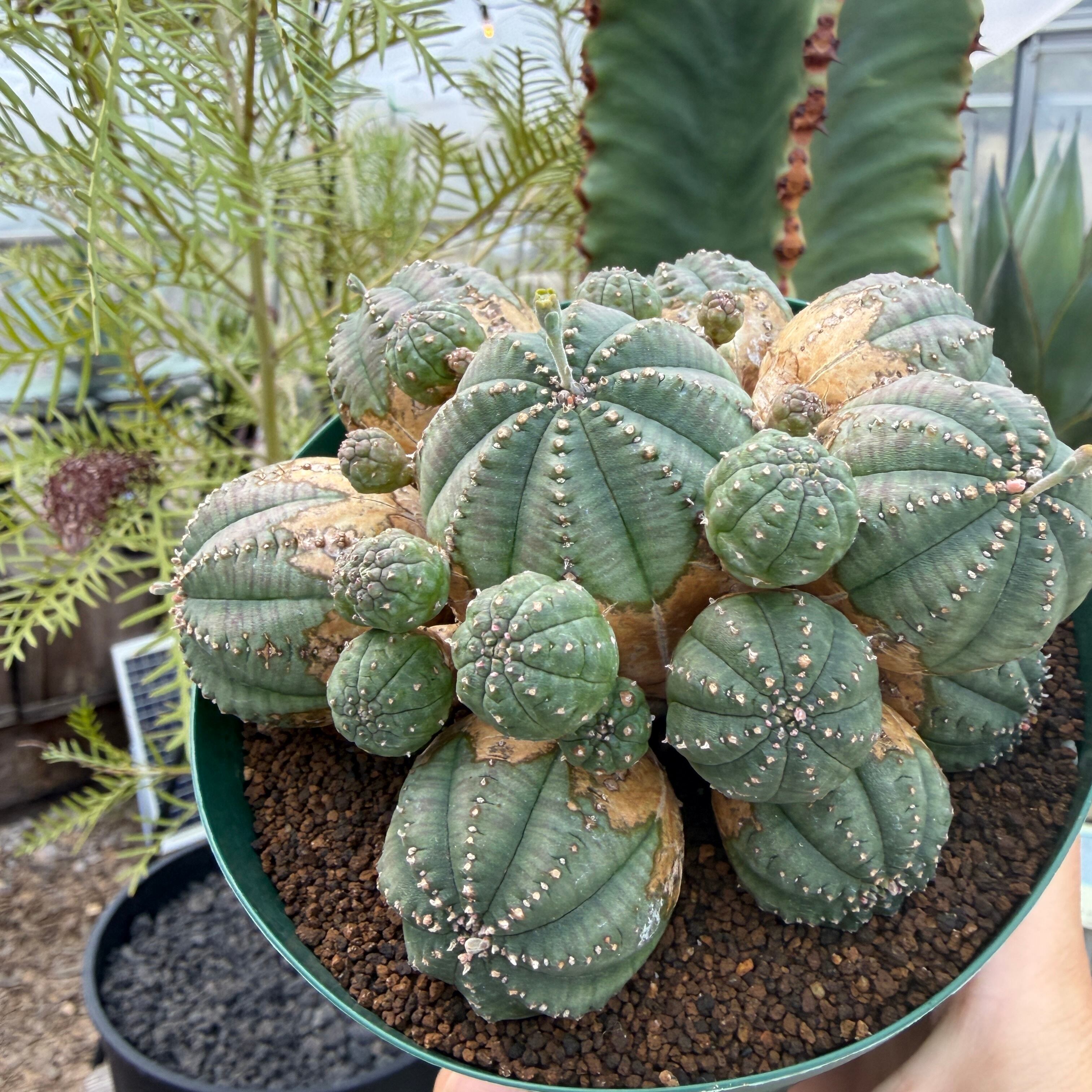 Euphorbia obesa 'Bonten'【ユーフォルビア・オベサ梵天】 | RIMO'S